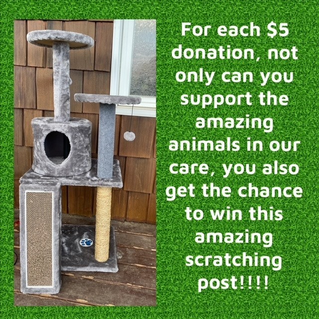 💥Special Five Dollar Friday Alert!!!!💥

As a thank you for all the amazing support we’ve had with $5 Fridays, we are having a special one this week!!!!

With every $5 donation, your name will be put in a draw. On Tuesday we will pull a name to win the brand new scratch post in the photos. 

Thank you so much to the amazing woman who brought in the scratching post, many other donations, and money from a garage sale she hosted where all proceeds went to the animals at Outrun Rescue. 

With some of the funds raised on this five dollar Friday we are hoping to be able to purchase some of the scratching posts that we use in our program. The scratching posts fit in the jumbo dog crates perfectly and enrich the life of the kittens and cats in our care immensely. It gives them a place to hide and a place to play. 

For the price of a coffee, you can help us help the many awesome animals in our care!! 

$5 Fridays help bring much-needed funds into the rescue to help with the animals many bills including vet and pet food. We cannot thank our amazing community enough for their continued generous support. 

Donations can be e-transferred to info@outrunrescue.com

<a target='_blank' href='https://www.instagram.com/explore/tags/outrunrescue/'>#outrunrescue</a> <a target='_blank' href='https://www.instagram.com/explore/tags/outrunanimalrehabilitationcenter/'>#outrunanimalrehabilitationcenter</a> <a target='_blank' href='https://www.instagram.com/explore/tags/adoptdontshop/'>#adoptdontshop</a> <a target='_blank' href='https://www.instagram.com/explore/tags/simcoecounty/'>#simcoecounty</a> <a target='_blank' href='https://www.instagram.com/explore/tags/fivedollarfriday/'>#fivedollarfriday</a> <a target='_blank' href='https://www.instagram.com/explore/tags/tgif/'>#tgif</a> <a target='_blank' href='https://www.instagram.com/explore/tags/donatetoday/'>#donatetoday</a> <a target='_blank' href='https://www.instagram.com/explore/tags/animalrescue/'>#animalrescue</a>