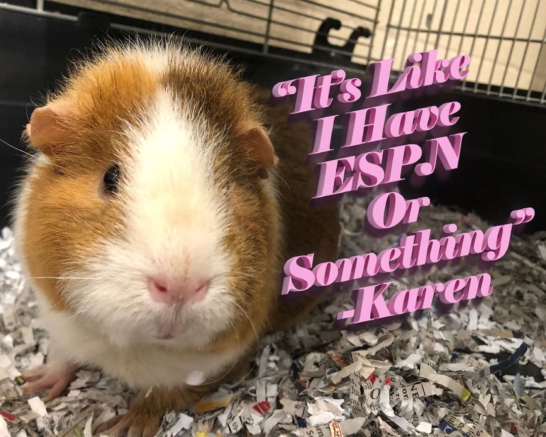 On Wednesdays we wear pink. 

Regina (3 yrs), Gretchen (2 yrs) and Karen (1 1/2 yrs) are already besties, now all they need is a cool mom (not a regular mom)* to keep them well-stocked with veggies and playtime! 

We know not everybody will be able to take home 3 piggies at once, but piggies are very social critters - so if you don't already have one at home, we definitely recommend adopting at least two. 

*Cool dads also welcome

<a target='_blank' href='https://www.instagram.com/explore/tags/meangirls/'>#meangirls</a> <a target='_blank' href='https://www.instagram.com/explore/tags/stoptryingtomakefetchhappen/'>#stoptryingtomakefetchhappen</a> <a target='_blank' href='https://www.instagram.com/explore/tags/isbutteracarb/'>#isbutteracarb</a> <a target='_blank' href='https://www.instagram.com/explore/tags/espn/'>#espn</a> <a target='_blank' href='https://www.instagram.com/explore/tags/adopt/'>#adopt</a> <a target='_blank' href='https://www.instagram.com/explore/tags/adoptapiggie/'>#adoptapiggie</a> <a target='_blank' href='https://www.instagram.com/explore/tags/adoptaguineapig/'>#adoptaguineapig</a> <a target='_blank' href='https://www.instagram.com/explore/tags/guineapig/'>#guineapig</a> <a target='_blank' href='https://www.instagram.com/explore/tags/piggies/'>#piggies</a> <a target='_blank' href='https://www.instagram.com/explore/tags/guineapigsofinstagram/'>#guineapigsofinstagram</a> <a target='_blank' href='https://www.instagram.com/explore/tags/piggiesofinstagram/'>#piggiesofinstagram</a> <a target='_blank' href='https://www.instagram.com/explore/tags/sharethelex/'>#sharethelex</a> <a target='_blank' href='https://www.instagram.com/explore/tags/sharethelexpets/'>#sharethelexpets</a>