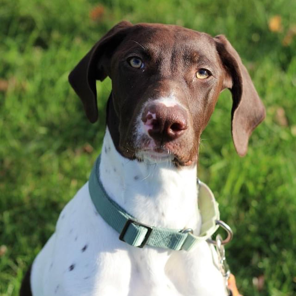 Remy is too handsome to handle! Available for adoption now! <a target='_blank' href='https://www.instagram.com/explore/tags/thebabinskifoundation/'>#thebabinskifoundation</a> <a target='_blank' href='https://www.instagram.com/explore/tags/germanshorthairedpointer/'>#germanshorthairedpointer</a>