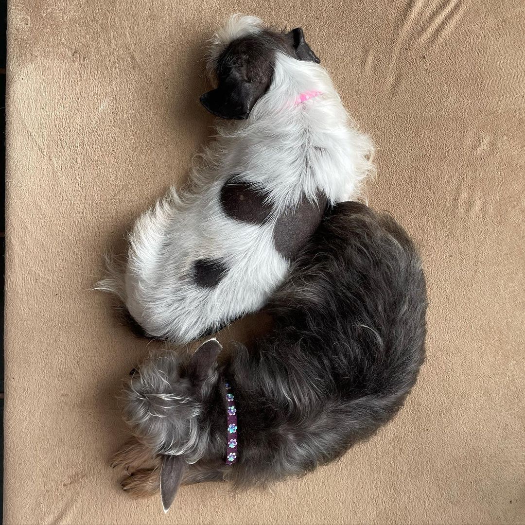 Two of a kind! Best friends Lucy and Angel looking to start their next chapter together 💕 Visit their profile to learn more: https://www.adoptapet.com/pet/33055066-worcester-massachusetts-chihuahua-mix