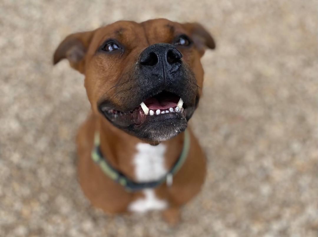 Halle is looking for a home! She is a 2 year old female American Staffordshire Terrier mix. 

Halle is such a sweet girl - she is a little shy at first but once she warms up to you she’s your best friend for life! She loves to lay on soft blankets and play with squeaky toys. She would make a great walking partner, too! 

Interested in Halle? Our adoption application and requirements can be found on our website www.centraliahumanesocietyil.org/adopt. Her adoption fee is $175. Halle is spayed, microchipped, fully vaccinated, and on monthly flea and heartworm prevention. 🐾