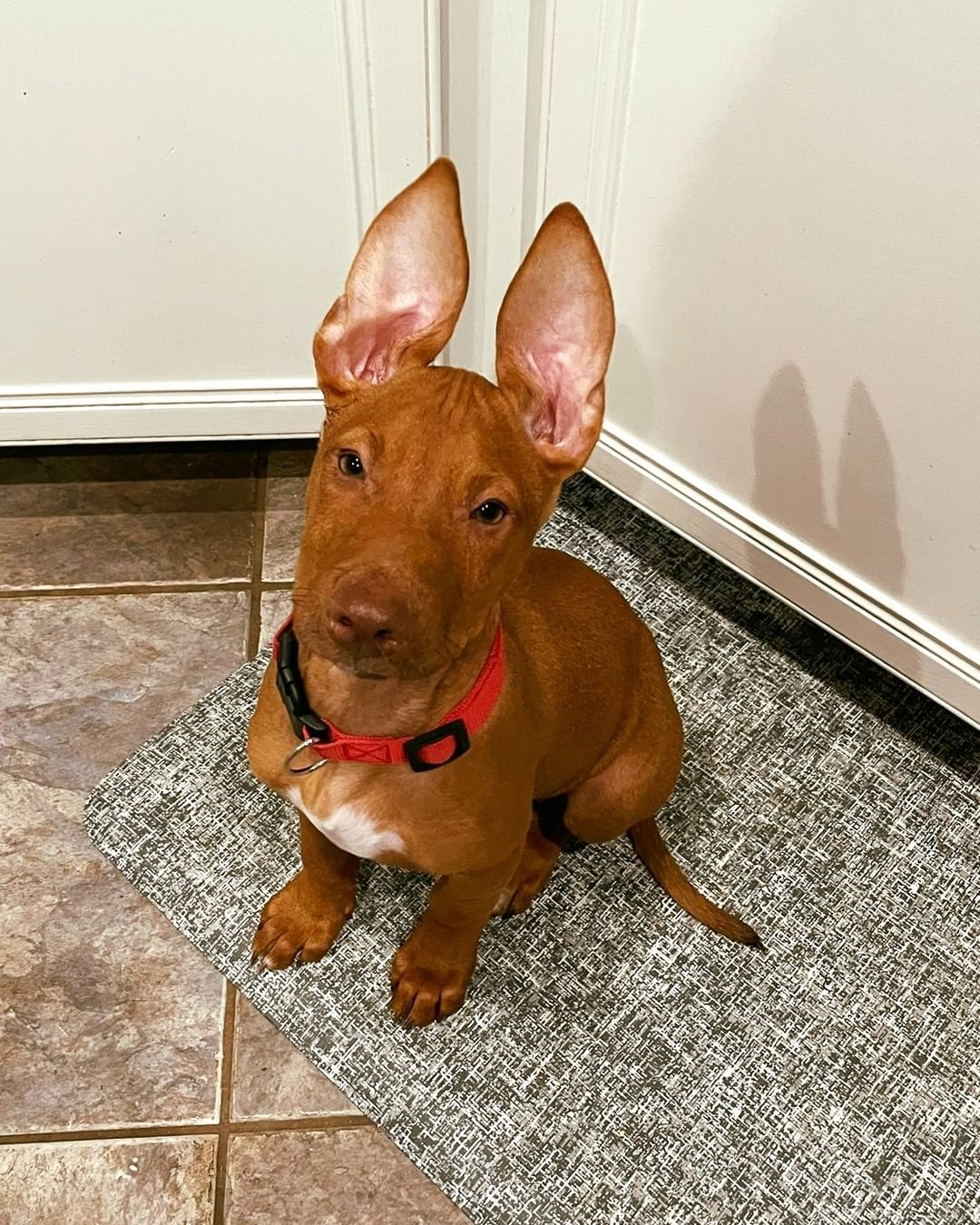 Who remembers little Albert? 🙋 He joined the rescue about five weeks ago, lethargic, weak, and painful due to a condition called Puppy Strangles. 🏥 With proper medical care, sweet Albert is back on his feet and enjoying puppy life. 🐾 Although Albert has some adoption interest already, we couldn't resist sharing these adorable transformation photos. Just look at those EARS! 😍
.
.
.
.
.
.
.
<a target='_blank' href='https://www.instagram.com/explore/tags/EARS/'>#EARS</a> <a target='_blank' href='https://www.instagram.com/explore/tags/adoptdontshop/'>#adoptdontshop</a> <a target='_blank' href='https://www.instagram.com/explore/tags/adoptalbert/'>#adoptalbert</a> <a target='_blank' href='https://www.instagram.com/explore/tags/criticalcarerescue/'>#criticalcarerescue</a> <a target='_blank' href='https://www.instagram.com/explore/tags/urgentmedicalrescue/'>#urgentmedicalrescue</a> <a target='_blank' href='https://www.instagram.com/explore/tags/adopt/'>#adopt</a> <a target='_blank' href='https://www.instagram.com/explore/tags/foster/'>#foster</a> <a target='_blank' href='https://www.instagram.com/explore/tags/volunteer/'>#volunteer</a> <a target='_blank' href='https://www.instagram.com/explore/tags/donate/'>#donate</a> <a target='_blank' href='https://www.instagram.com/explore/tags/support/'>#support</a> <a target='_blank' href='https://www.instagram.com/explore/tags/share/'>#share</a> <a target='_blank' href='https://www.instagram.com/explore/tags/tag/'>#tag</a> <a target='_blank' href='https://www.instagram.com/explore/tags/501c3/'>#501c3</a> <a target='_blank' href='https://www.instagram.com/explore/tags/nonprofit/'>#nonprofit</a>  <a target='_blank' href='https://www.instagram.com/explore/tags/dogrescue/'>#dogrescue</a>  <a target='_blank' href='https://www.instagram.com/explore/tags/orlandodogrescue/'>#orlandodogrescue</a> <a target='_blank' href='https://www.instagram.com/explore/tags/rescuedog/'>#rescuedog</a> <a target='_blank' href='https://www.instagram.com/explore/tags/love/'>#love</a> <a target='_blank' href='https://www.instagram.com/explore/tags/rescue/'>#rescue</a>  <a target='_blank' href='https://www.instagram.com/explore/tags/family/'>#family</a> <a target='_blank' href='https://www.instagram.com/explore/tags/orlando/'>#orlando</a> <a target='_blank' href='https://www.instagram.com/explore/tags/orlandodogs/'>#orlandodogs</a> <a target='_blank' href='https://www.instagram.com/explore/tags/centralfloridarescue/'>#centralfloridarescue</a> <a target='_blank' href='https://www.instagram.com/explore/tags/allbreedrescue/'>#allbreedrescue</a> <a target='_blank' href='https://www.instagram.com/explore/tags/fosteringsaveslives/'>#fosteringsaveslives</a> <a target='_blank' href='https://www.instagram.com/explore/tags/dogsoforlando/'>#dogsoforlando</a>  <a target='_blank' href='https://www.instagram.com/explore/tags/fosters/'>#fosters</a> <a target='_blank' href='https://www.instagram.com/explore/tags/animallovers/'>#animallovers</a> <a target='_blank' href='https://www.instagram.com/explore/tags/fosterdog/'>#fosterdog</a> <a target='_blank' href='https://www.instagram.com/explore/tags/doglover/'>#doglover</a>