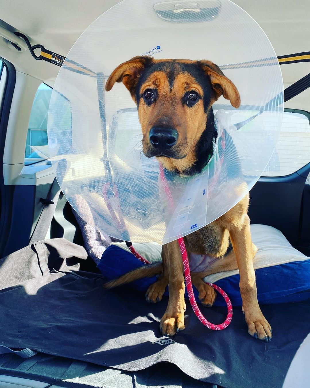 Melodie was sprung from the shelter today after being spayed!  This girl is as sweet as her name.  Good with dogs and kids.  Just wants a home with active people and a yard.  <a target='_blank' href='https://www.instagram.com/explore/tags/subarulovespets/'>#subarulovespets</a> <a target='_blank' href='https://www.instagram.com/explore/tags/subarupacific/'>#subarupacific</a> <a target='_blank' href='https://www.instagram.com/explore/tags/underdogs/'>#underdogs</a> <a target='_blank' href='https://www.instagram.com/explore/tags/fosteringsaveslives/'>#fosteringsaveslives</a>