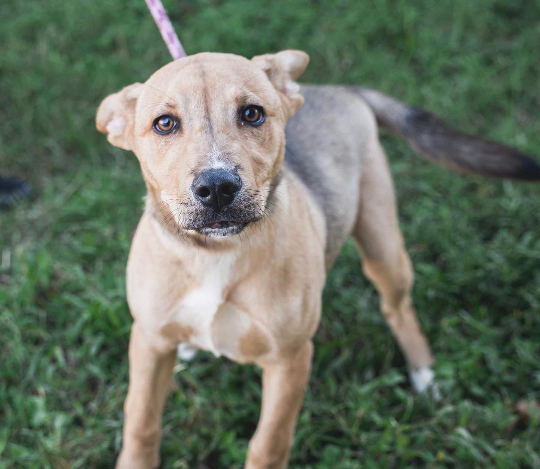 📣 🆘  HELP WELL-DESERVING PETS FIND HOMES THIS SATURDAY! 🆘 📣

This week has been intense with intakes but slow with adoptions. Our shelter is more than full. 😥

Orlando, Dot, and Squirrel are just three among many adorable RACS pets on-site who are immediately available to loving families. Their adoption fees are just $25. Each pet is spayed/neutered, vaccinated, and chipped.

Please consider coming out this Saturday to foster or adopt! We need you and our pets need you.

⚠️ AGAIN, we are out of kennel space! ⚠️

📲 Browse our adoptables:
https://bit.ly/bergshelterpets

📩 Foster: https://buff.ly/3d71HpY
📩 Adopt: https://buff.ly/38X4Bul

💛 Rosenberg Animal Shelter
1207 Blume Road⠀
Rosenberg, Texas 77471
⌚️ 11AM - 6PM M-F, 11AM - 4PM Sat
832-595-3490 (Main Line)
832-449-8624 (Text ONLY Line)
📨 MHARTSELL@ROSENBERGTX.GOV