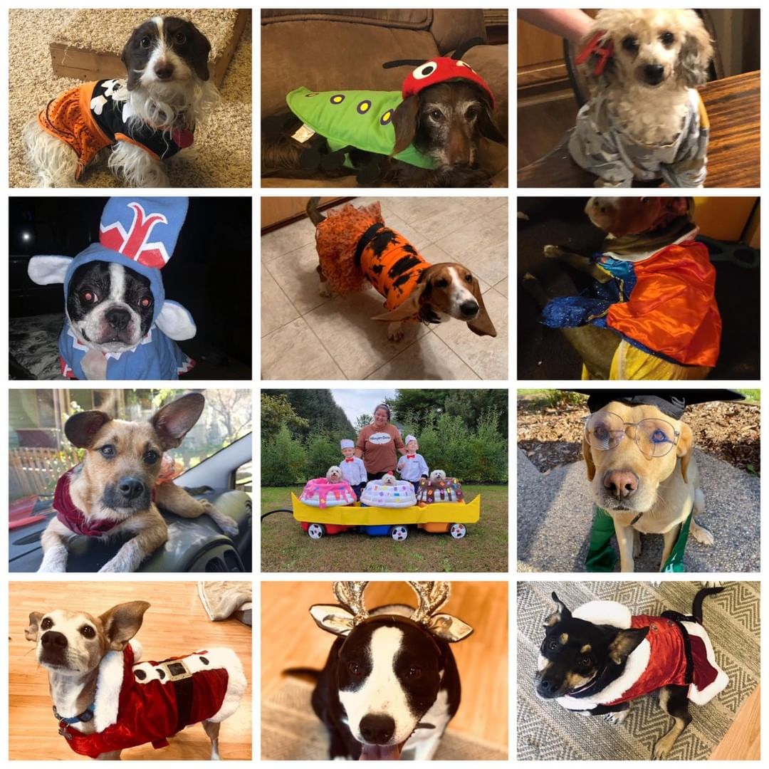 And the WINNERS of the dog costume contest are:
Congratulations and thank you for participating! 

We want to give a HUGE thanks to our supporters who donated to the swag bags! Royal Pizza, State Farm, Dairy Queen, Tractor Supply, BARK

BIG thank you to the judges and sponsor, Savannah Lea and her State Farm Team! So many wonderful costumes, your job was tough! 
Each winner will be contacted to pick up your bag at State Farm, 715 S Ave G, Clifton. 
See y’all back next year!