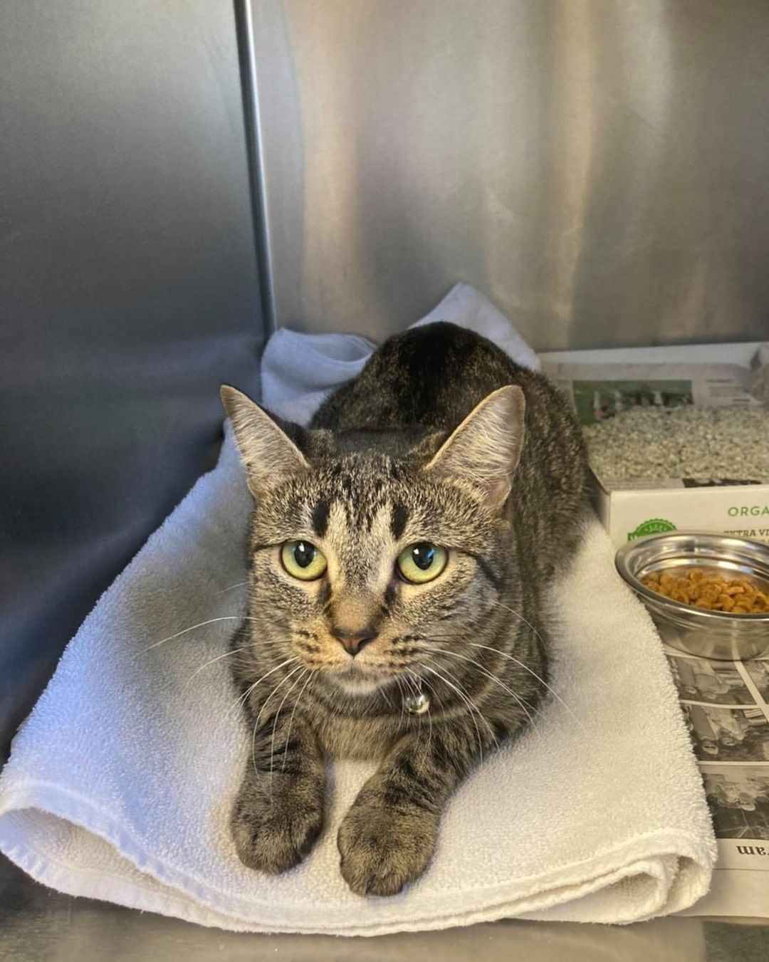 Female cat found on Grove st. Collar with no tags and no microchip. If you know who I belong to, please call 603-628-3544.