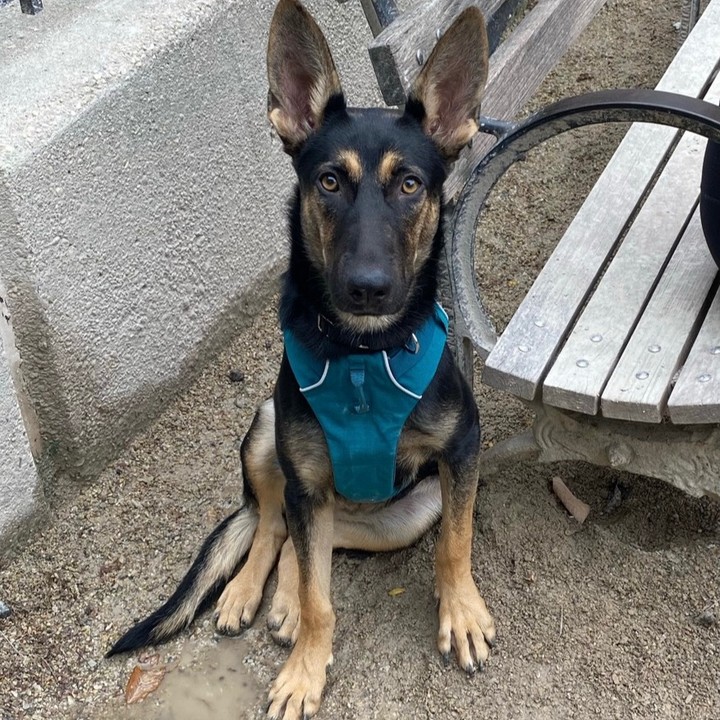 MEET RAVEN!

Meet Raven, a gorgeous German Shepherd mix who just arrived from Texas! Some of her favorite activities are playing with you, taking frequent naps with her favorite bunny, getting attention from her favorite humans, and going on walks. 

Raven is the perfect match for anyone who wants a deep, strong connection with their dog. She's incredibly smart and protective and would benefit from someone who enjoys training just as much as she does! Her entire world revolves around her 