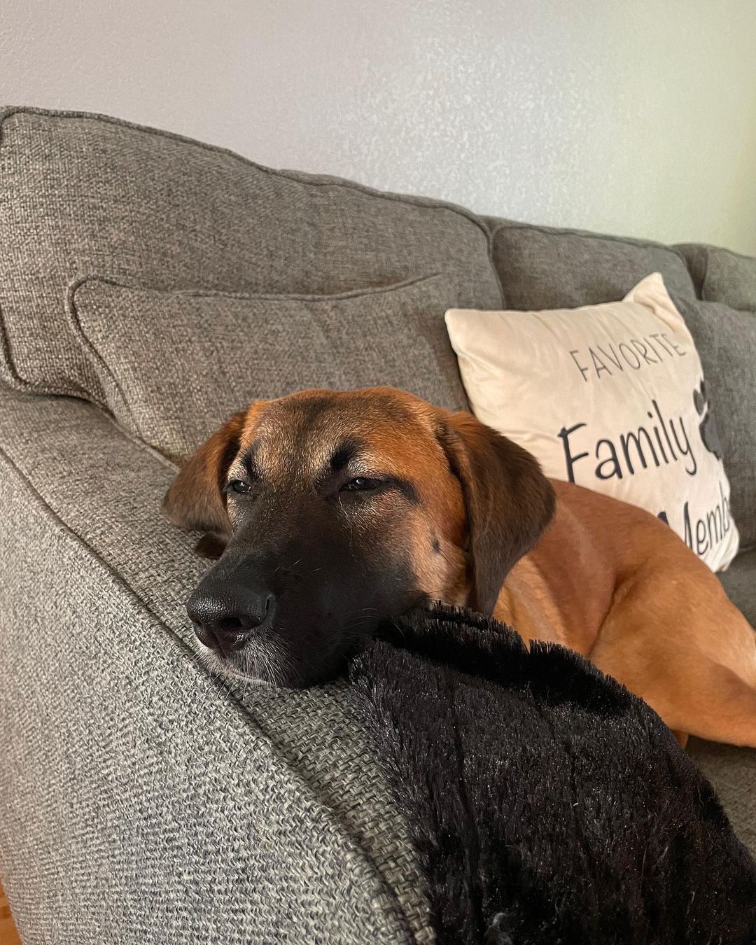 𝐄𝐌𝐄𝐑𝐘 🐕APPLICATION CLOSED
Age: 9 months old old
Gender: F
Weight: 42lbs
Breed: Shepherd/Hound mix
Dog: ✔️
Kids: ✔️
Cats: N/A
House-trained: ✔️
Crate trained: In Training
Leash: ✔️
Fostered In: Oakland, CA
____

Meet Emery! 🐶 Emery is an adorable 9 months old Shepherd/Hound mix puppy. Emery loves playing with other dogs outside and is great with people. She is working on walking on a leash, she does pull a bit and gets curious, but overall does great on walks. She knows basic commands: sit, shake, down, come, stay and is learning 