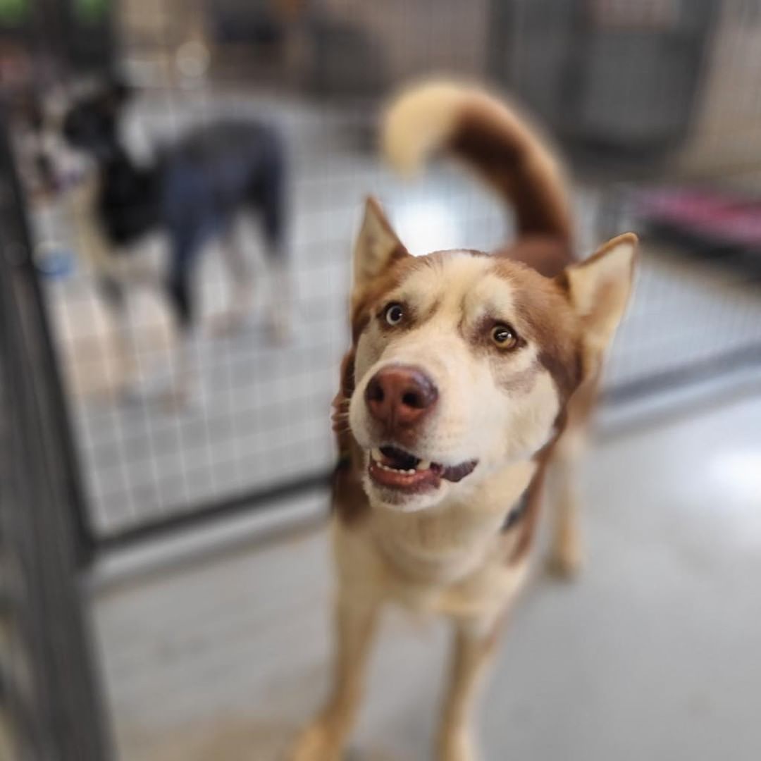 Travolta is a beautiful 4 year old Husky looking for a home that understand him! He is great with other dogs and seems ok with kids. Travolta got kicked out of his foster home for chasing horses! He needs some work with potty training and redirecting his energy. If you are a active family that can adopt this boy please fill out an application at 

https://www.hshcky.org/adoptio-application