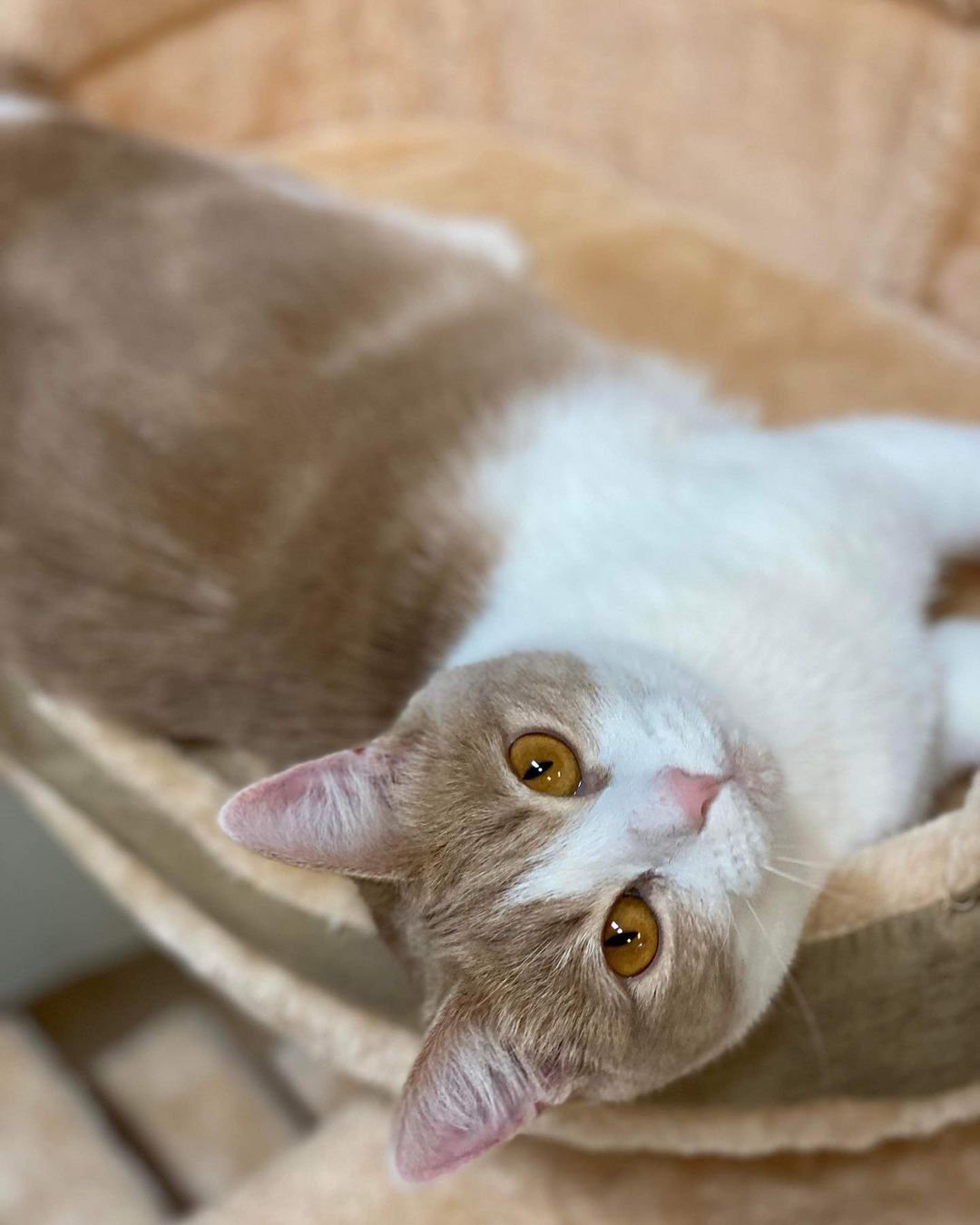 This is Tania and she is our longest standing resident kitty! She is one years old and ready to be adopted! Send in an application today for Tania!