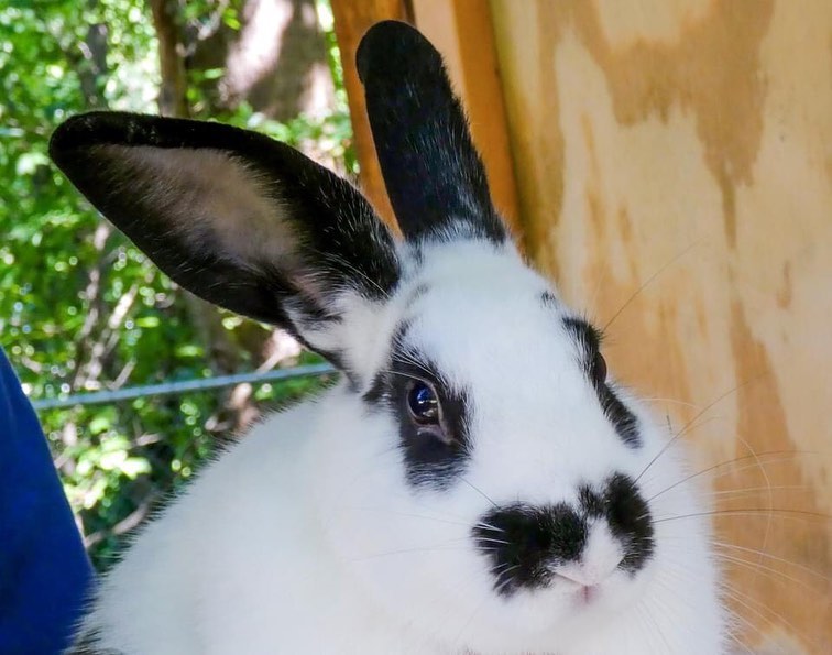 Are you looking for somebunny to love🐰❤ Marble and Dusty Hill are in need of warm, loving, hoppy homes! <a target='_blank' href='https://www.instagram.com/explore/tags/adoptdontshop/'>#adoptdontshop</a> <a target='_blank' href='https://www.instagram.com/explore/tags/adoptabunny/'>#adoptabunny</a>