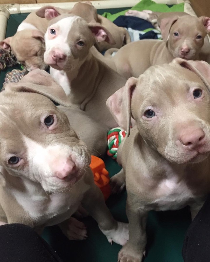 🍳 👩‍🍳 🎂 BAKER’S DOZEN 🧁 👨‍🍳🍮

Baker 👩‍🍳 and Chef’s👨‍🍳 babies are ready for adoption! 

🍰 These beautiful pitty puppies were born August 29th. 

🍬 They are a very energetic bunch who love wrestling with each other and chasing tennis balls. 🎾 

All pups have been spayed/neutered, microchipped and given first vaccines.