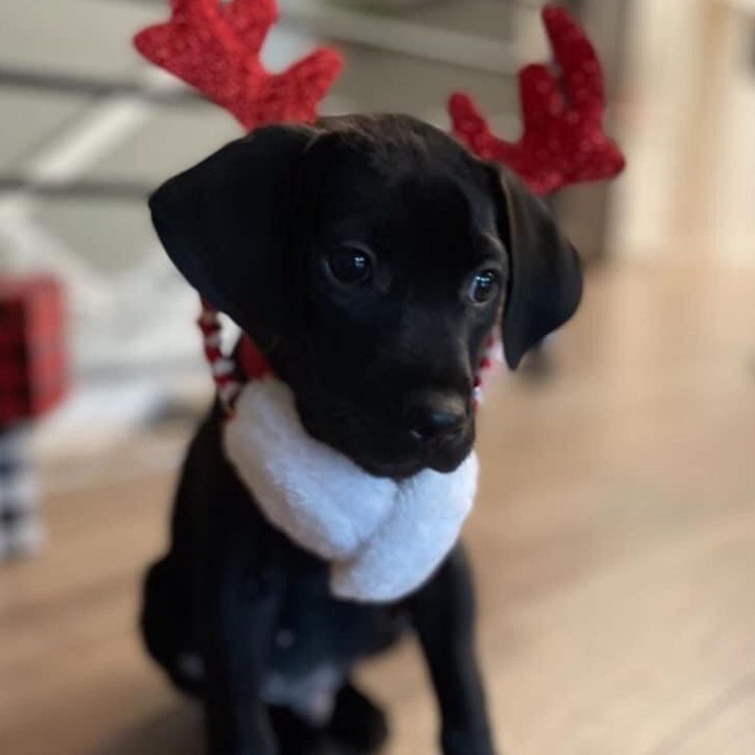 Costume contest ends in 24 hours!  Enter on our Facebook page! 🎃 👑 🧛‍♂️ 

Lots of great prizes in several categories! 🦇 🦸‍♀️ 👻 

<a target='_blank' href='https://www.instagram.com/explore/tags/rescuepets/'>#rescuepets</a> <a target='_blank' href='https://www.instagram.com/explore/tags/rescuepetsofinstagram/'>#rescuepetsofinstagram</a> <a target='_blank' href='https://www.instagram.com/explore/tags/ricopetrecovery/'>#ricopetrecovery</a> <a target='_blank' href='https://www.instagram.com/explore/tags/rescuedogsofinsta/'>#rescuedogsofinsta</a> <a target='_blank' href='https://www.instagram.com/explore/tags/happilyadopted/'>#happilyadopted</a> <a target='_blank' href='https://www.instagram.com/explore/tags/dogsofohio/'>#dogsofohio</a> <a target='_blank' href='https://www.instagram.com/explore/tags/ohiodogs/'>#ohiodogs</a> <a target='_blank' href='https://www.instagram.com/explore/tags/ohiodogsofinstagram/'>#ohiodogsofinstagram</a> <a target='_blank' href='https://www.instagram.com/explore/tags/buckeyepets/'>#buckeyepets</a>