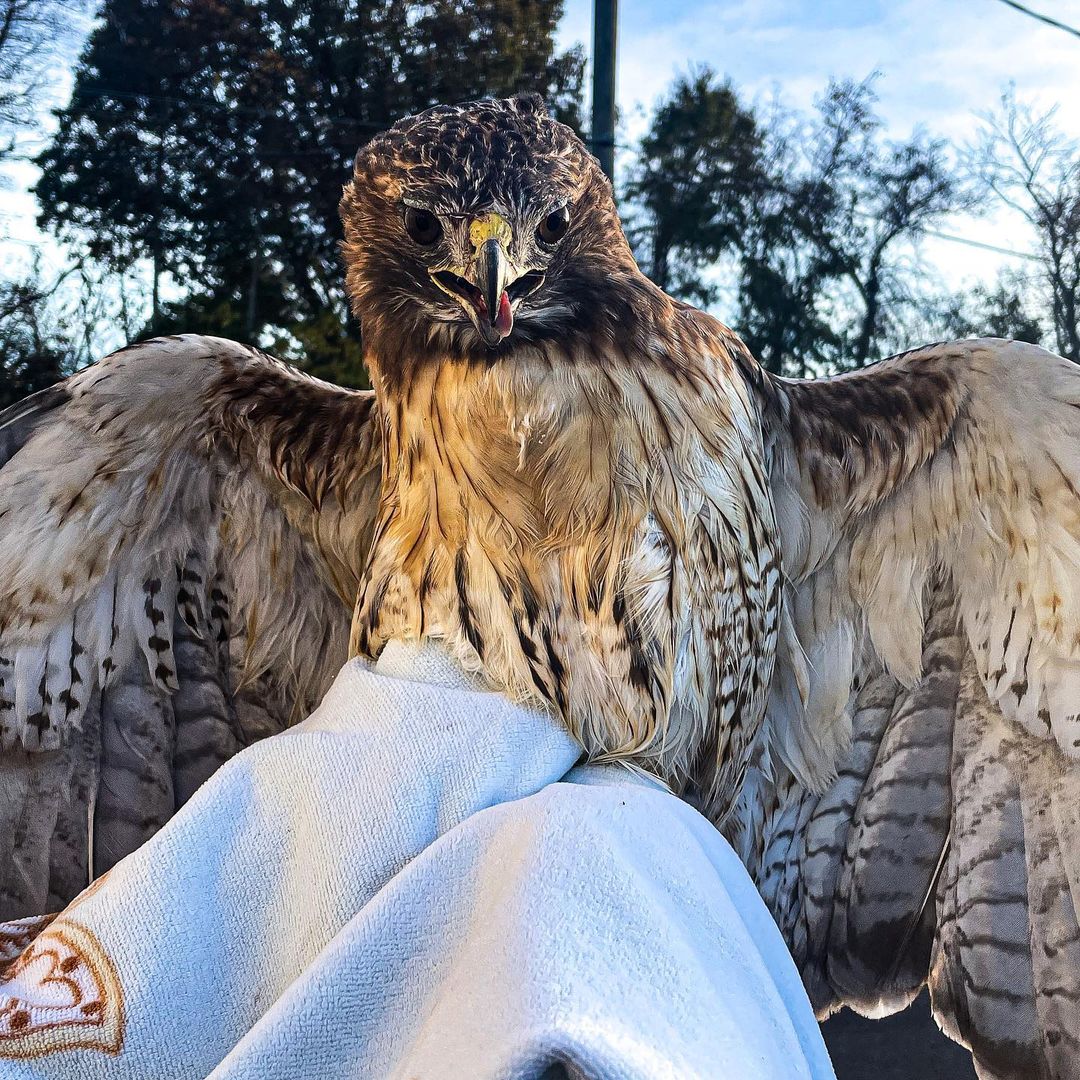 Animal control was dispatched to Washington township for a hawk trapped in between two fences today. 
Once our Officer arrived, she safely freed him from the fence 🙃🙂 The Hawk thankfully sustained no injures during entrapment 😃 

Its Unknown how long he was in that position for, but he will recover with us overnight 😃 Tomorrow he will be released back into the wild!