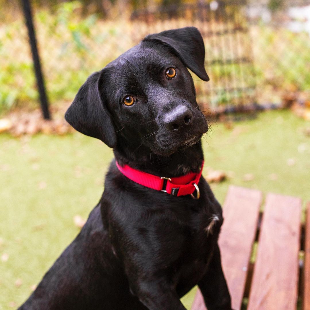 **Update: adopted!!**

Meet Dragon! 🐶
Dragon is a 9-month-old Lab mix with lots of puppy-like energy. He can be a bit jumpy and could benefit from some dog training. If you are looking for a sweet and loving boy, stop by our Dedham Animal Care & Adoption Center today!

A big thank you to Cole from Eagle Scout Troop <a target='_blank' href='https://www.instagram.com/explore/tags/1/'>#1</a> Islington, MA for making our Dedham Animal Care & Adoption Center’s outdoor play yard two beautiful wooden benches for meet and greets with potential adopters. 
.
.
.
.
.
Image description: Photos show a black dog with brown eyes in the play yard looking at the camera.