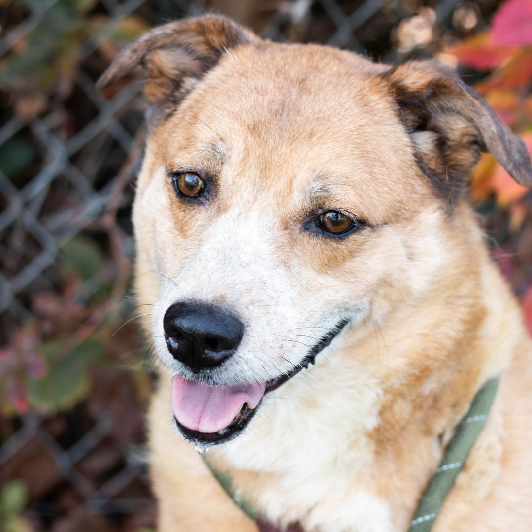 Eeyore (13875): Eeyore is a very sweet boy but is VERY shy and would need some time to come out of his shell. He was adopted from us back in 2013 but unfortunately his owner could no longer care for him so he was returned to VAC. He really enjoys going on walks even though he is a senior dog. He is a gentle giant and also loves the attention from anyone once he's comfortable. If you're interested in Eeyore, submit your online application (link in bio) or come meet him in person at our Dog Adoption Center! We're open daily from 10 AM - 4:30 PM.⠀⠀
•⠀⠀
•⠀⠀⠀
•⠀⠀⠀
<a target='_blank' href='https://www.instagram.com/explore/tags/fresno/'>#fresno</a> <a target='_blank' href='https://www.instagram.com/explore/tags/california/'>#california</a> <a target='_blank' href='https://www.instagram.com/explore/tags/valleyanimalcenter/'>#valleyanimalcenter</a> <a target='_blank' href='https://www.instagram.com/explore/tags/dogs/'>#dogs</a> <a target='_blank' href='https://www.instagram.com/explore/tags/adoptdontshop/'>#adoptdontshop</a> <a target='_blank' href='https://www.instagram.com/explore/tags/adopt/'>#adopt</a> <a target='_blank' href='https://www.instagram.com/explore/tags/dog/'>#dog</a> <a target='_blank' href='https://www.instagram.com/explore/tags/cute/'>#cute</a> <a target='_blank' href='https://www.instagram.com/explore/tags/love/'>#love</a> <a target='_blank' href='https://www.instagram.com/explore/tags/shelterpet/'>#shelterpet</a> <a target='_blank' href='https://www.instagram.com/explore/tags/nationalshelterpetsday/'>#nationalshelterpetsday</a> <a target='_blank' href='https://www.instagram.com/explore/tags/dogsofinstaworld/'>#dogsofinstaworld</a> <a target='_blank' href='https://www.instagram.com/explore/tags/dogsofig/'>#dogsofig</a> <a target='_blank' href='https://www.instagram.com/explore/tags/photography/'>#photography</a> <a target='_blank' href='https://www.instagram.com/explore/tags/photooftheday/'>#photooftheday</a> <a target='_blank' href='https://www.instagram.com/explore/tags/fall/'>#fall</a> <a target='_blank' href='https://www.instagram.com/explore/tags/fallleaves/'>#fallleaves</a>