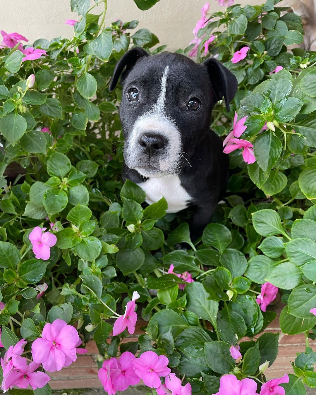 Christine and Jazz are taking a moment from gardening to ask why they don’t have a forever home yet!! They can’t believe that they still haven’t found their people! 

These sweet babies are fixed, microchipped and have age appropriate vaccinations. If you are looking for the perfect squishy faces, look no further!

To apply head over to www.fostersandpaws.org/adopt

<a target='_blank' href='https://www.instagram.com/explore/tags/petadoption/'>#petadoption</a> <a target='_blank' href='https://www.instagram.com/explore/tags/adoptdontshop/'>#adoptdontshop</a> <a target='_blank' href='https://www.instagram.com/explore/tags/dogsofinstagram/'>#dogsofinstagram</a> <a target='_blank' href='https://www.instagram.com/explore/tags/adoption/'>#adoption</a> <a target='_blank' href='https://www.instagram.com/explore/tags/rescuedog/'>#rescuedog</a> <a target='_blank' href='https://www.instagram.com/explore/tags/dogrescue/'>#dogrescue</a> <a target='_blank' href='https://www.instagram.com/explore/tags/petsofinstagram/'>#petsofinstagram</a> <a target='_blank' href='https://www.instagram.com/explore/tags/dogs/'>#dogs</a> <a target='_blank' href='https://www.instagram.com/explore/tags/dog/'>#dog</a> <a target='_blank' href='https://www.instagram.com/explore/tags/adopt/'>#adopt</a> <a target='_blank' href='https://www.instagram.com/explore/tags/adoptables/'>#adoptables</a> <a target='_blank' href='https://www.instagram.com/explore/tags/adoptapet/'>#adoptapet</a> <a target='_blank' href='https://www.instagram.com/explore/tags/pet/'>#pet</a> <a target='_blank' href='https://www.instagram.com/explore/tags/petadoptions/'>#petadoptions</a>  <a target='_blank' href='https://www.instagram.com/explore/tags/rescue/'>#rescue</a> <a target='_blank' href='https://www.instagram.com/explore/tags/rescuedogsarethebestdogs/'>#rescuedogsarethebestdogs</a> <a target='_blank' href='https://www.instagram.com/explore/tags/rescuedogsarebest/'>#rescuedogsarebest</a> <a target='_blank' href='https://www.instagram.com/explore/tags/dogrescuesacramento/'>#dogrescuesacramento</a> <a target='_blank' href='https://www.instagram.com/explore/tags/rescueddogsarethegreatest/'>#rescueddogsarethegreatest</a> <a target='_blank' href='https://www.instagram.com/explore/tags/animalrescue/'>#animalrescue</a> <a target='_blank' href='https://www.instagram.com/explore/tags/rescueme/'>#rescueme</a> <a target='_blank' href='https://www.instagram.com/explore/tags/adoptadoggie/'>#adoptadoggie</a> <a target='_blank' href='https://www.instagram.com/explore/tags/petlovers/'>#petlovers</a> <a target='_blank' href='https://www.instagram.com/explore/tags/pets/'>#pets</a> <a target='_blank' href='https://www.instagram.com/explore/tags/animals/'>#animals</a> <a target='_blank' href='https://www.instagram.com/explore/tags/love/'>#love</a> <a target='_blank' href='https://www.instagram.com/explore/tags/fostersandpaws/'>#fostersandpaws</a> <a target='_blank' href='https://www.instagram.com/explore/tags/fosterssavelives/'>#fosterssavelives</a> <a target='_blank' href='https://www.instagram.com/explore/tags/bullybreed/'>#bullybreed</a> <a target='_blank' href='https://www.instagram.com/explore/tags/bulliesofinstagram/'>#bulliesofinstagram</a>