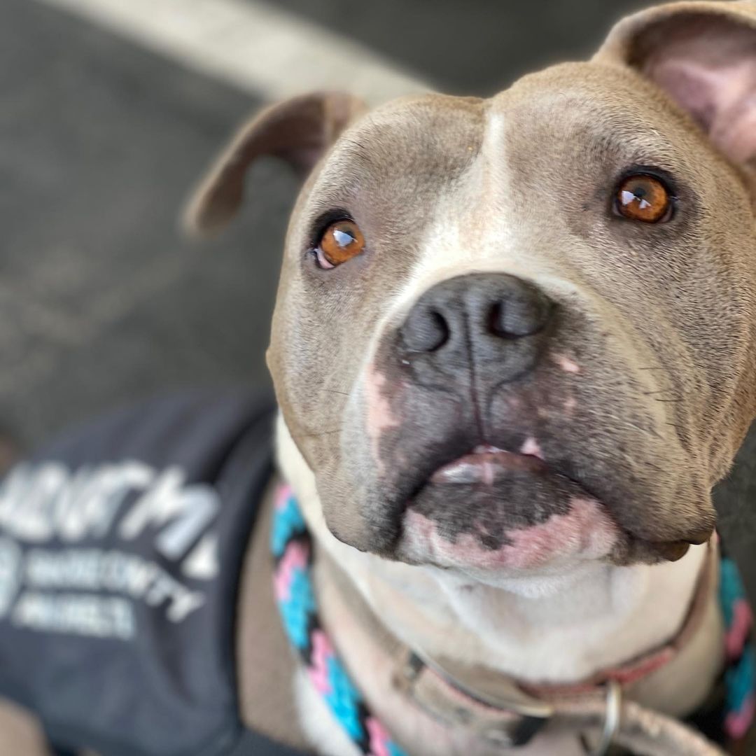 Meet adoptable Priscilla the pocket pittie🥰❤️

She is so adorable and was such a good girl on her outing this afternoon with a couple of volunteers to @woodhousebrews in Santa Cruz. She really was the belle of the ball.

Priscilla was found as a stray and is ready for her new family to come meet her. Priscilla is approximately 4 years old and is the cutest little low rider pittie we have had available for adoption in awhile. Come meet her this weekend! We are open 12-5 pm.

Adoptions are first come, first served! Please view available animals on our website at www.scanimalshelter.org (link in Bio) and then visit the Shelter at 1001 Rodriguez Street in Santa Cruz to turn in your application. All adoptions require proof of home ownership or landlord approval. Please have this email information prepared. If an animal is in Foster Care, please bring in your adoption application and schedule an appointment to meet the animal. Please call 831-454-7200 between 10 am and 6 pm. We are open from 12-5 pm seven days a week. 

Thank you for your support! The Santa Cruz County Animal Shelter is an open admission—or open door—animal shelter. This means that we will not turn away any animal that comes to our doors.

<a target='_blank' href='https://www.instagram.com/explore/tags/adopt/'>#adopt</a> <a target='_blank' href='https://www.instagram.com/explore/tags/adoptshelterpets/'>#adoptshelterpets</a> <a target='_blank' href='https://www.instagram.com/explore/tags/adoptdontshop/'>#adoptdontshop</a> <a target='_blank' href='https://www.instagram.com/explore/tags/savelives/'>#savelives</a> <a target='_blank' href='https://www.instagram.com/explore/tags/sccas/'>#sccas</a> <a target='_blank' href='https://www.instagram.com/explore/tags/scanimalshelter/'>#scanimalshelter</a> <a target='_blank' href='https://www.instagram.com/explore/tags/santacruzcountyanimalshelter/'>#santacruzcountyanimalshelter</a> <a target='_blank' href='https://www.instagram.com/explore/tags/santacruzanimalshelter/'>#santacruzanimalshelter</a> <a target='_blank' href='https://www.instagram.com/explore/tags/makeadifference/'>#makeadifference</a> <a target='_blank' href='https://www.instagram.com/explore/tags/santacruzlife/'>#santacruzlife</a> <a target='_blank' href='https://www.instagram.com/explore/tags/volunteer/'>#volunteer</a> <a target='_blank' href='https://www.instagram.com/explore/tags/bekindtoanimals/'>#bekindtoanimals</a> <a target='_blank' href='https://www.instagram.com/explore/tags/opendooropenheart/'>#opendooropenheart</a> <a target='_blank' href='https://www.instagram.com/explore/tags/spayandneuter/'>#spayandneuter</a> <a target='_blank' href='https://www.instagram.com/explore/tags/rescueismyfavoritebreed/'>#rescueismyfavoritebreed</a> <a target='_blank' href='https://www.instagram.com/explore/tags/community/'>#community</a> <a target='_blank' href='https://www.instagram.com/explore/tags/giveback/'>#giveback</a> <a target='_blank' href='https://www.instagram.com/explore/tags/givethanks/'>#givethanks</a>