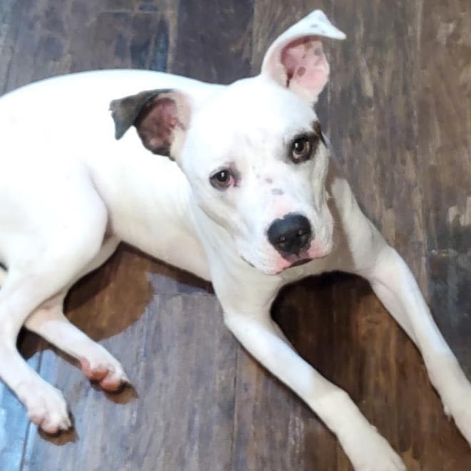 Chances are you need a Bruce in your life. One year old male, does best with another dog, and house trained. Visit our website to fill out an adoption application. <a target='_blank' href='https://www.instagram.com/explore/tags/adoptthisdog/'>#adoptthisdog</a> <a target='_blank' href='https://www.instagram.com/explore/tags/rescuedogsofinstagram/'>#rescuedogsofinstagram</a> <a target='_blank' href='https://www.instagram.com/explore/tags/thoseears/'>#thoseears</a> <a target='_blank' href='https://www.instagram.com/explore/tags/middleburghumanefoundation/'>#middleburghumanefoundation</a>