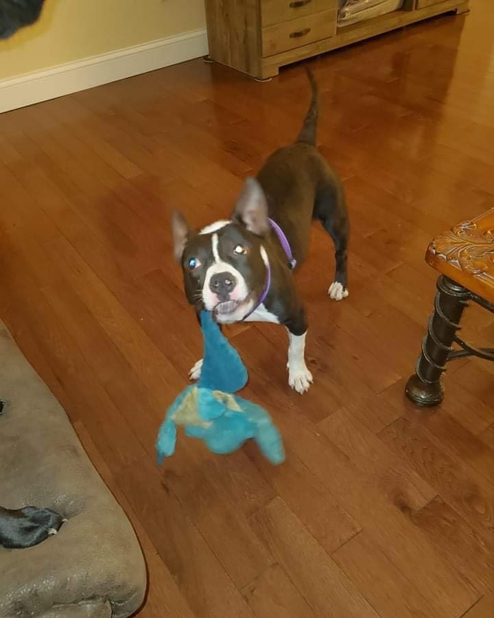 ❤️!!FOSTER NEEDED!!❤️
Stella is in need of a foster home with a fenced yard and other dogs to play with… She is your typical pint-size bully who loves attention, loves everyone she meets but also enjoys cuddling and hanging out!

She is doing fine in her current foster home but her play style is just a little bit much for the other dogs in the home!  She is crate trained and leash trained and would make a great addition to any family!

👉https://www.shelterluv.com/matchme/adopt/LKR/Dog