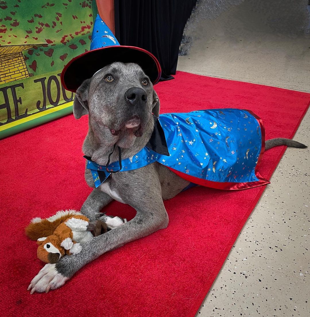 Catch Marmaduke, the wizard, on @thevinethv11 tomorrow morning around 9:20am to hear all about our upcoming red carpet event and online auction. 

Preview the auction at biddingowl.com/HSPC. 

Adopt this wizard at warmhearts.org/adopt. 

<a target='_blank' href='https://www.instagram.com/explore/tags/Adoptdontshop/'>#Adoptdontshop</a> <a target='_blank' href='https://www.instagram.com/explore/tags/littlerock/'>#littlerock</a> <a target='_blank' href='https://www.instagram.com/explore/tags/littlerockar/'>#littlerockar</a> <a target='_blank' href='https://www.instagram.com/explore/tags/littlerockarkansas/'>#littlerockarkansas</a> <a target='_blank' href='https://www.instagram.com/explore/tags/arkansas/'>#arkansas</a> <a target='_blank' href='https://www.instagram.com/explore/tags/hspc/'>#hspc</a>