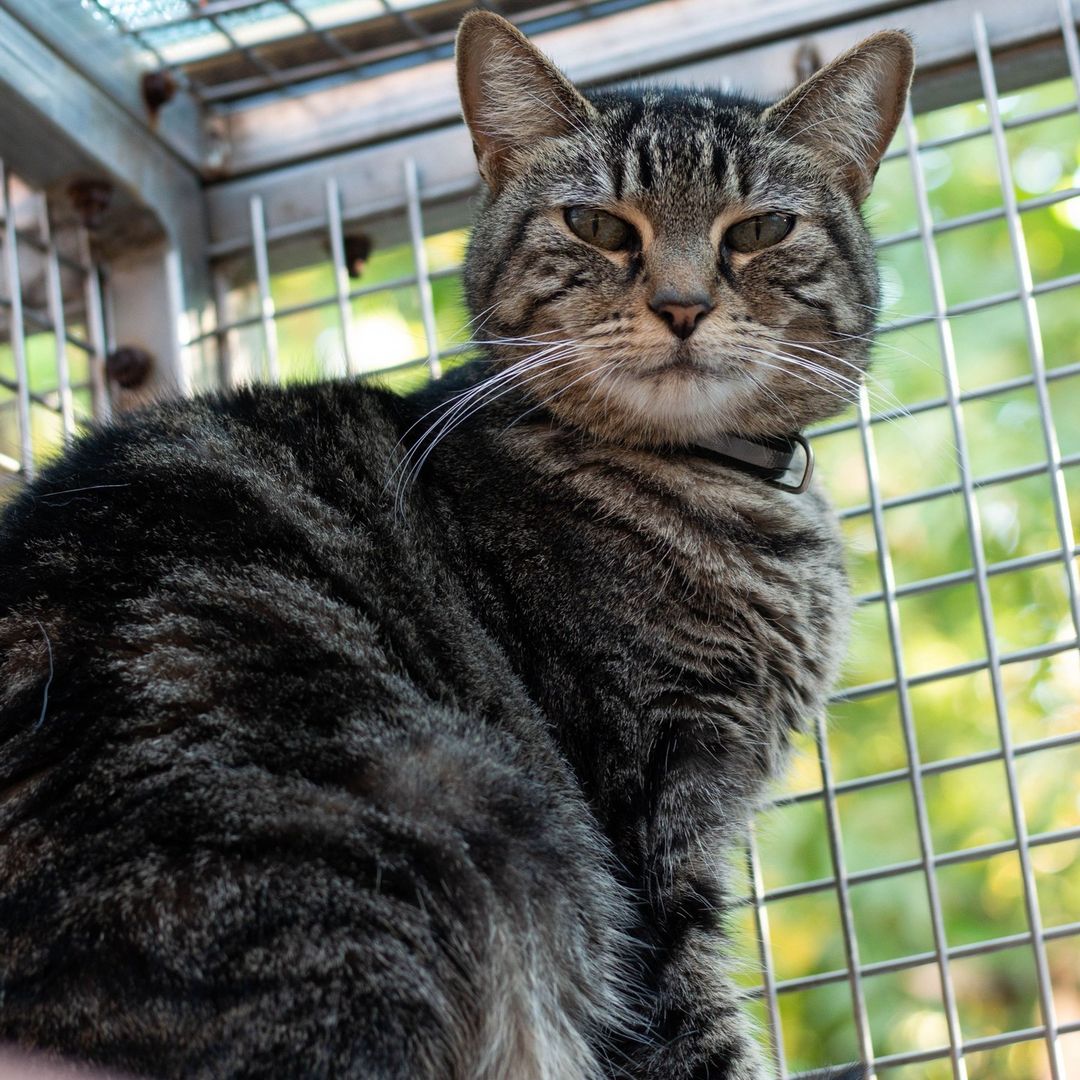 It's senior cat month! Arya (23338): Meet Arya, a senior cat who was surrendered to us back in July of 2020. She has been really shy and stays mostly to herself but has since slowly opened up to staff and volunteers she sees frequently. Arya has been snuggling up with another cat, Marble Fudge. Both of them are shy cats who feel safe with one another! If you approach Arya slowly, she will let you pet her and she loves to be held. She just takes a while to warm up to you, so please be patient with her. The wait will be worth it! If you're looking for a calm cat who also enjoys cuddles, come meet Arya and see if you'd like to take her home! Our cat adoption center is open for walk-ins seven days a week from 10:00 a.m. to 4:30 p.m.
•
•
•
<a target='_blank' href='https://www.instagram.com/explore/tags/valleyanimalcenter/'>#valleyanimalcenter</a> <a target='_blank' href='https://www.instagram.com/explore/tags/centralvalley/'>#centralvalley</a> <a target='_blank' href='https://www.instagram.com/explore/tags/adopt/'>#adopt</a> <a target='_blank' href='https://www.instagram.com/explore/tags/adoptdontshop/'>#adoptdontshop</a> <a target='_blank' href='https://www.instagram.com/explore/tags/animalshelter/'>#animalshelter</a> <a target='_blank' href='https://www.instagram.com/explore/tags/shelterpets/'>#shelterpets</a> <a target='_blank' href='https://www.instagram.com/explore/tags/catoftheday/'>#catoftheday</a> <a target='_blank' href='https://www.instagram.com/explore/tags/cats/'>#cats</a> <a target='_blank' href='https://www.instagram.com/explore/tags/seniorcat/'>#seniorcat</a> <a target='_blank' href='https://www.instagram.com/explore/tags/kittens/'>#kittens</a> <a target='_blank' href='https://www.instagram.com/explore/tags/photography/'>#photography</a> <a target='_blank' href='https://www.instagram.com/explore/tags/photooftheday/'>#photooftheday</a> <a target='_blank' href='https://www.instagram.com/explore/tags/cute/'>#cute</a> <a target='_blank' href='https://www.instagram.com/explore/tags/fresno/'>#fresno</a> <a target='_blank' href='https://www.instagram.com/explore/tags/california/'>#california</a> <a target='_blank' href='https://www.instagram.com/explore/tags/catphotography/'>#catphotography</a>