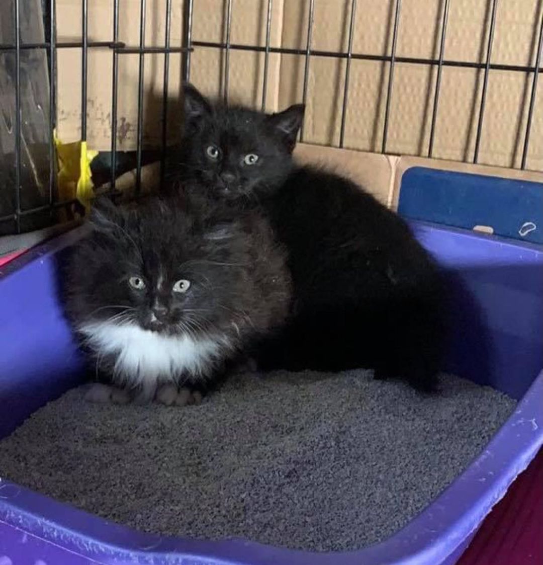 Welcome these timid babies - Raven, Robin and Roufous 🦅🐈‍⬛🐈‍⬛🐈‍⬛