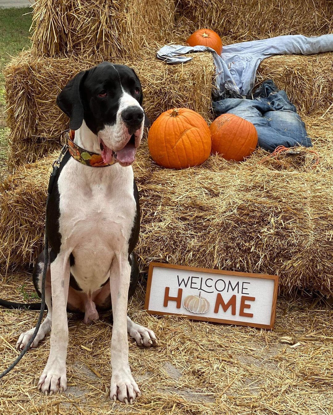 HAPPY TAILS UPDATE!! 

Y’all remember goofy Jace, right? Well he’s living the south Florida beach life now, his new name is Colt and he’s found his forever family with Ashley and George and new dane sister, Athena! The dynamic drool duo are already two peas in a pod together!! 

We are so excited for him! ❤️🐾🙌 So without further ado, everyone please shout out: “Welcome home Colt!” 

@athenathehousecow <a target='_blank' href='https://www.instagram.com/explore/tags/greatdane/'>#greatdane</a> <a target='_blank' href='https://www.instagram.com/explore/tags/greatdanesofinstagram/'>#greatdanesofinstagram</a> <a target='_blank' href='https://www.instagram.com/explore/tags/danesofinstagram/'>#danesofinstagram</a> <a target='_blank' href='https://www.instagram.com/explore/tags/rescuedane/'>#rescuedane</a> <a target='_blank' href='https://www.instagram.com/explore/tags/rescuesofinstagram/'>#rescuesofinstagram</a> <a target='_blank' href='https://www.instagram.com/explore/tags/dogsofinstagram/'>#dogsofinstagram</a> <a target='_blank' href='https://www.instagram.com/explore/tags/greatdanelove/'>#greatdanelove</a>