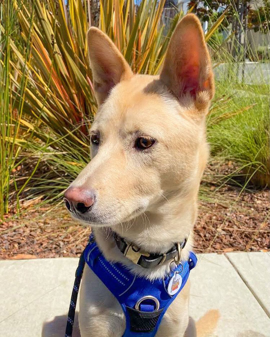 Tae, now Axel, has found his forever home! 💕

“Tae (now Axel) has been such a wonderful addition to our family. He is the sweetest pup and already knows how to sit, stay, and shake. He loves going for walks and exploring the neighborhood. He has playful spurts and then falls asleep on his toys. He mastered his bedtime routine within the first few days – as soon as we get back from his walk, he heads straight into his crate, sits for his treat, and then goes to sleep for the night. We are so thankful to you, the rescuer, Donna, and his foster mom Heather for bringing Axel into our lives!”