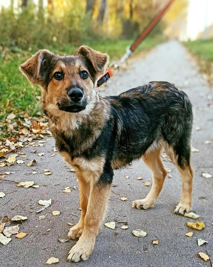 This is the story of one of the many voiceless dogs in a care of our rescue. 
We want you to know she was the lucky one. 

Surly she did not feel that. Linda is young and naive pup who saw nothing from people except punches and kicks. Thrown out like trash she just wanted to survive so the hunger and hope for kindness drew her back to humans. All she wanted was a small piece of food but people either burn her with cigarettes or threw stones at her from which she learned to dodge, often unsuccessfully. 
In her last attempt to ask for a piece of chicken she was stubbed with a knife. 
She is lucky precisely because of all this torture that happened in her short life. It was these wounds on her thin exhausted little body that drew attention to her and she was taken to the clinic, where it was warm, food was nourishing and people were kind so for the first time in her life she learned how it feels to be petted. 
Linda survived the streets, got well, and God willing, soon she will find a family, where she can never know pain, hunger and suffering
But how many of these - nondescript, hungry and dehydrated survive on the streets being invisible, just because they have not yet been stubbed, shot, hit by a car. ... this is a terrible and cruel world for the homeless and unwanted...

Linda wa lucky. We helped her and many others... but there are thousands of them. And it is in your power to save at least one of these ghost dogs, which do not have and cannot have a future without your support.

Please donate to help dogs like Linda.

Venmo: @biglittlelife
PayPal: contact@biglittliliferescue.org
Web: www.biglittleliferescue.org/donate