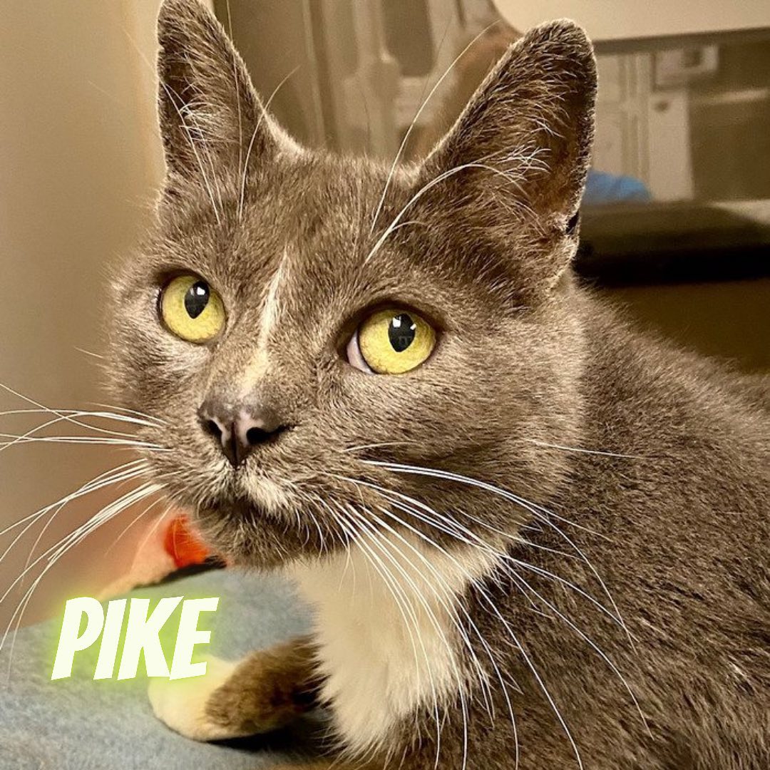 Meet Pike - our Pet of the Week😻🥰

SCCAS is at CATPACITY!!

We still have our Cat adoption special running through November so you can adopt your new best friend for $21!

While we have many beautiful cats and kittens available for adoption, we want you to meet Pike! Pike is a special senior cat that is looking for a warm lap to snuggle on this winter. Pike has won the hearts of staff and volunteers quickly as she gives kisses and is described as loving and a “purr machine.” This sweet girl loves to sit in your lap and spend quality time with the people she loves. We don’t know much about Pike’s history as she came to the Shelter as a stray where she lived her life outdoors and Shelter staff believe she is about 11 years old. Since being at the Shelter, she has enjoyed her private kennel space and spending time with the volunteers. Pike is very affectionate, and she loves her food! Does this sound like a good fit for you? Visit the Santa Cruz County Animal Shelter today!

Link to website in Bio👌