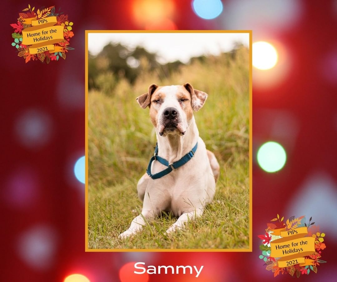 Help us get Sammy Home for the Holidays! He has been waiting a long time for his forever family to find him, so we decided to do something special to help. Until 11/22/2021, $100 of Sammy’s adoption fee will be sponsored by our Board of Directors and, Sammy’s lucky new family will also get a post-adoption training session sponsored by Sally Said So! Professional Dog Training that will be focused on successfully making this special guy part of the family. To find out how you can apply to adopt Sammy go to pipsrescue.org.

A huge thank you to @fivefreedomsphotography for taking beautiful pictures of our PIPs and to @sally_said_so  for helping our PIPs get off to the best possible start in their new homes. We appreciate you so very much!