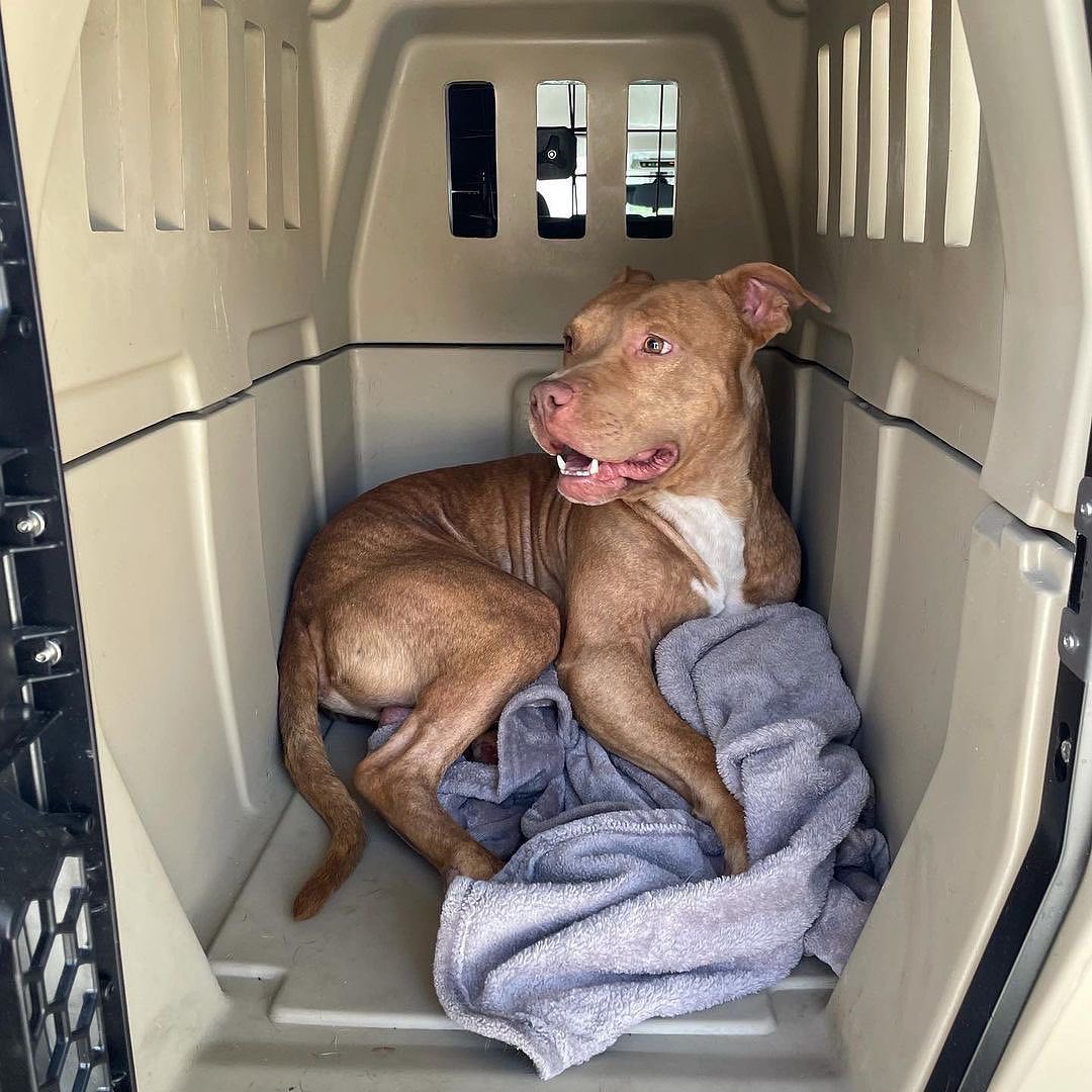 How it’s going vs. how it started.

If you’re new to Real Good Rescue, let us catch you up; it all started when we were sent a video of this beautiful boy was spotted in a driveway in Hawthorne by our friends at @rescuealldogsco in Canada.

Over 30 hours was spent surveilling him with the incredible team at @dogdayssar and @catching_paws, to finally having him safe in Mike’s trap. He then spent time with @for_pono which lead us to reaching out for to @mr.johnflores from @humblek9 who agreed to take him on for proper evaluation. We watched and worked with John and his incredible team @eleanor.andthedogs & @blues_babes, Elvis and other visitor pups that helped Obi work through his fears and distrust of humans, allowing him relax and learn to be a dog. Thank you @xoxlaurenelizabeth @turtsmtl for so generously sponsoring the majority of Obi’s rehabilitation with @humblek9. 

Thank you @rescuealldogsco @djyoc for always advocating from afar for our LA pups.  Thank you @______soyoung______ for connecting us with Veronica and the @dogdayssar team, who brought in Mike Noon.

Thank you @ambiggity for all your help and keeping Obi well fed! 

Thank you to ALL of you who supported Obi’s journey!

This boy is now home with @__gabrie.la and her family and we couldn’t be happier! Here’s to the good life sweet boy!

<a target='_blank' href='https://www.instagram.com/explore/tags/RealGoodRescue/'>#RealGoodRescue</a> <a target='_blank' href='https://www.instagram.com/explore/tags/RealGoodGang/'>#RealGoodGang</a>