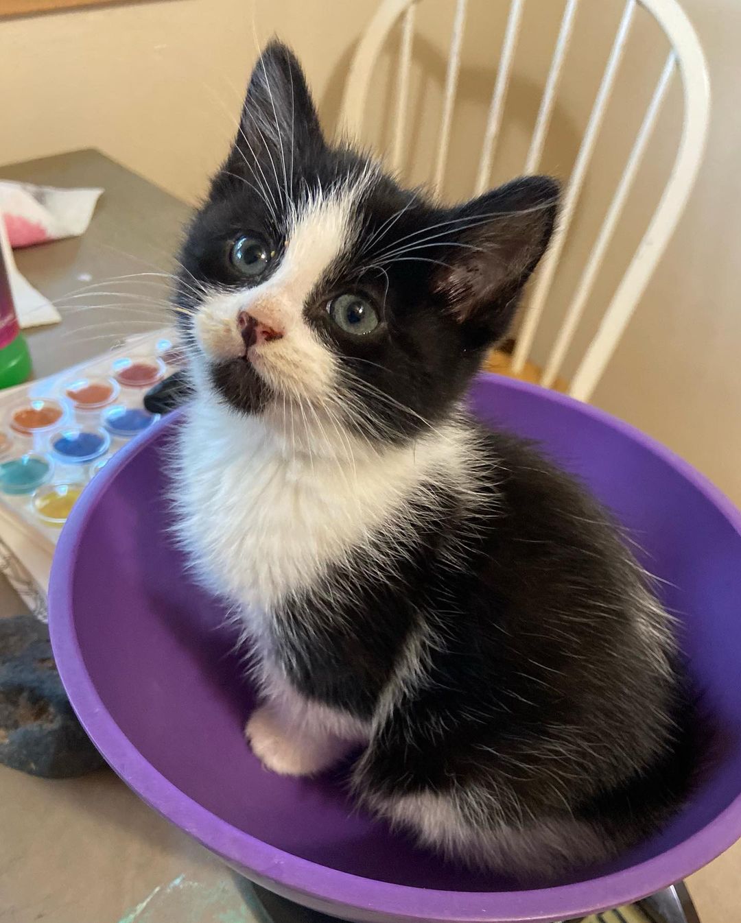 Whoa whoa whoa kittens… Who gave you all permission to be THIS CUTE?!?! You’re killing us here!! Swipe if you’re prepared… Ruby, Onyx, Gold, Laurel, and Louie. 
.
.
.
<a target='_blank' href='https://www.instagram.com/explore/tags/Adoptdontshop/'>#Adoptdontshop</a> <a target='_blank' href='https://www.instagram.com/explore/tags/redemptionroadrescue/'>#redemptionroadrescue</a> <a target='_blank' href='https://www.instagram.com/explore/tags/redemptionroadmn/'>#redemptionroadmn</a> <a target='_blank' href='https://www.instagram.com/explore/tags/kittens/'>#kittens</a> <a target='_blank' href='https://www.instagram.com/explore/tags/kittensofinstagram/'>#kittensofinstagram</a> <a target='_blank' href='https://www.instagram.com/explore/tags/minneapoliskitty/'>#minneapoliskitty</a> <a target='_blank' href='https://www.instagram.com/explore/tags/rescuedismyfavoritebreed/'>#rescuedismyfavoritebreed</a> <a target='_blank' href='https://www.instagram.com/explore/tags/minnesotakittens/'>#minnesotakittens</a> <a target='_blank' href='https://www.instagram.com/explore/tags/rescuekitten/'>#rescuekitten</a> <a target='_blank' href='https://www.instagram.com/explore/tags/adoptedkitten/'>#adoptedkitten</a>