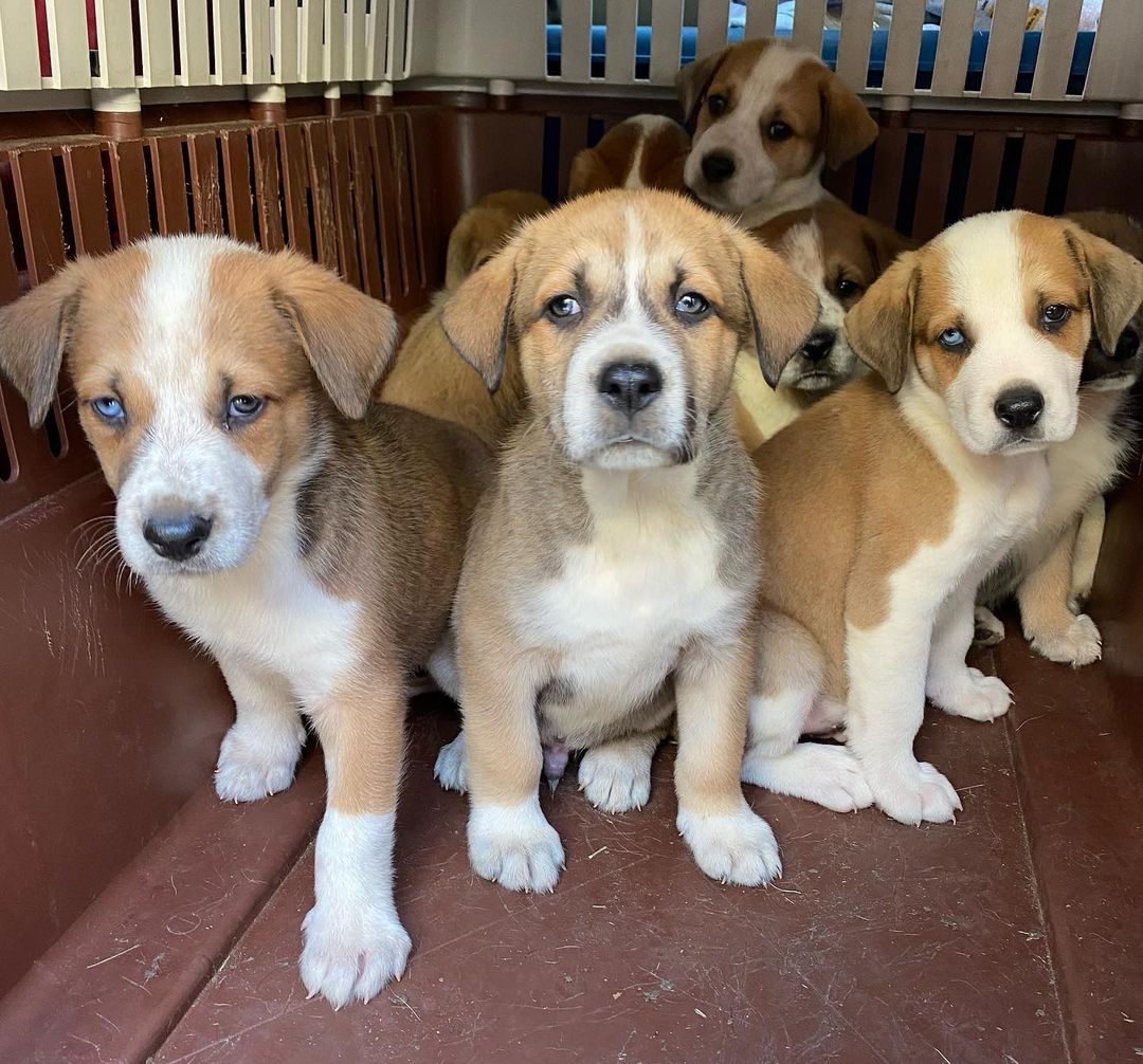 The crew has arrived.  Nine 6 week old pups.  A mixed breed but some have blue and brown eyes.  Going to be big dogs.  Will be up for adoption in two weeks