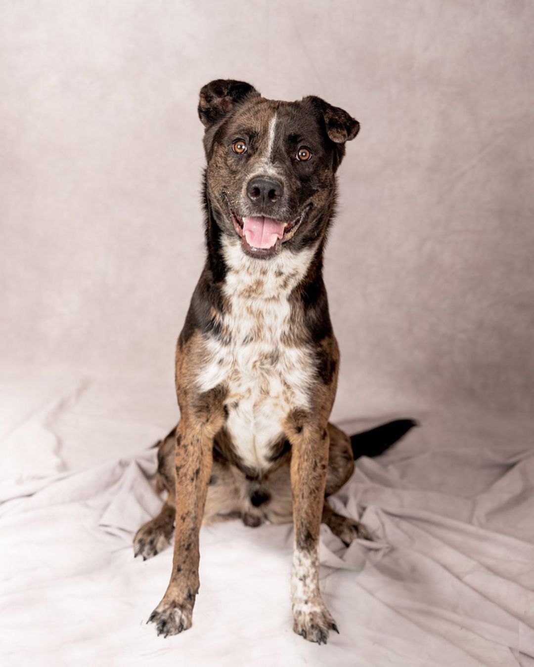 UTAH BOY This shelter will work with our rescue.. we will take a foster that is absolutely committed for the duration with us. Have a Utah Rep that can go evap and help on her end some. She has another foster for us and is full. He is on the adopt floor. These two dogs Hopper and Toad really pull on our hearts. Adoptions are slow for rescue and shelters.. where IS EVERYONE???? Contact me jj4@midrivers.com (Admin Janeen)
Grasshopper: https://www.petfinder.com/dog/grasshopper-53432591/ut/salt-lake-city/salt-lake-county-animal-services-ut07/