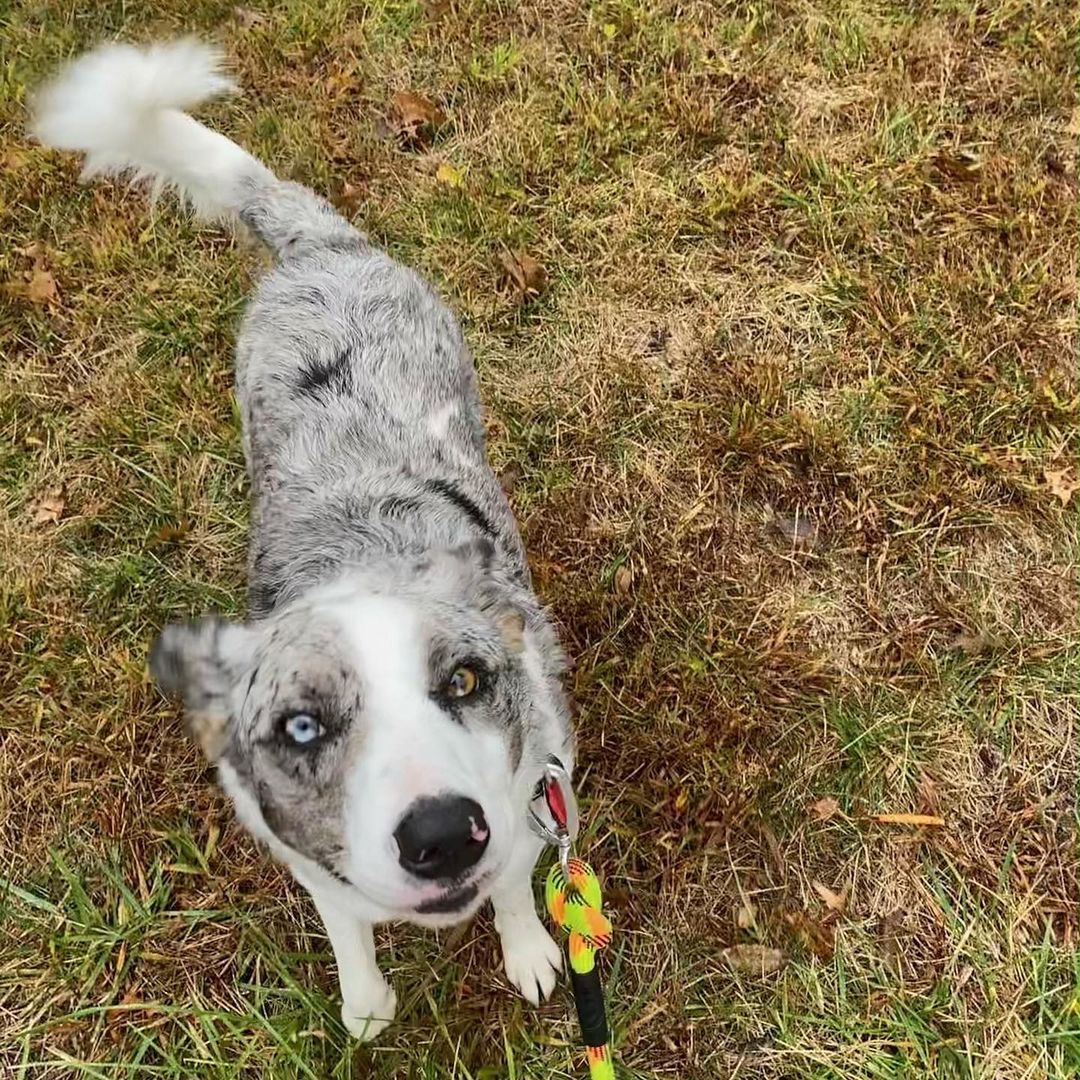 S T U N N I N G and S M A R T

This girl’s got both - brains and beauty! Meet gorgeous Cinderella, a 2 year old Aussie mix who’s eager to please. 

The first thing you’ll notice about this sweet pup (besides her super cool heterochromia - differently colored eyes) is how responsive she is to her humans. She is crazy smart and immediately learned commands like sit, stay, shake, lay and more. She loves walks, playing fetch, other dogs and kids. One thing she doesn’t like (or perhaps likes a little too much?) is cats. So a no feline home is best for this girl. 

She also enjoys chewing on bones, chasing tennis balls, and snuggling on the couch with her people. She is truly a great dog, and will make a wonderful addition to a family that is cat free. 

Interested in this young pup with the whole package? Apply to meet her!! https://www.shelterluv.com/matchme/adopt/HTH/Dog

<a target='_blank' href='https://www.instagram.com/explore/tags/adoptme/'>#adoptme</a> <a target='_blank' href='https://www.instagram.com/explore/tags/aussiemix/'>#aussiemix</a> <a target='_blank' href='https://www.instagram.com/explore/tags/rescuedog/'>#rescuedog</a> <a target='_blank' href='https://www.instagram.com/explore/tags/heterochromia/'>#heterochromia</a> <a target='_blank' href='https://www.instagram.com/explore/tags/familydog/'>#familydog</a> <a target='_blank' href='https://www.instagram.com/explore/tags/dogsofstl/'>#dogsofstl</a> <a target='_blank' href='https://www.instagram.com/explore/tags/dogsofstlouis/'>#dogsofstlouis</a> <a target='_blank' href='https://www.instagram.com/explore/tags/beauty/'>#beauty</a> <a target='_blank' href='https://www.instagram.com/explore/tags/energetic/'>#energetic</a> <a target='_blank' href='https://www.instagram.com/explore/tags/smart/'>#smart</a> <a target='_blank' href='https://www.instagram.com/explore/tags/pickme/'>#pickme</a> <a target='_blank' href='https://www.instagram.com/explore/tags/cinderella/'>#cinderella</a> <a target='_blank' href='https://www.instagram.com/explore/tags/goodgirl/'>#goodgirl</a>