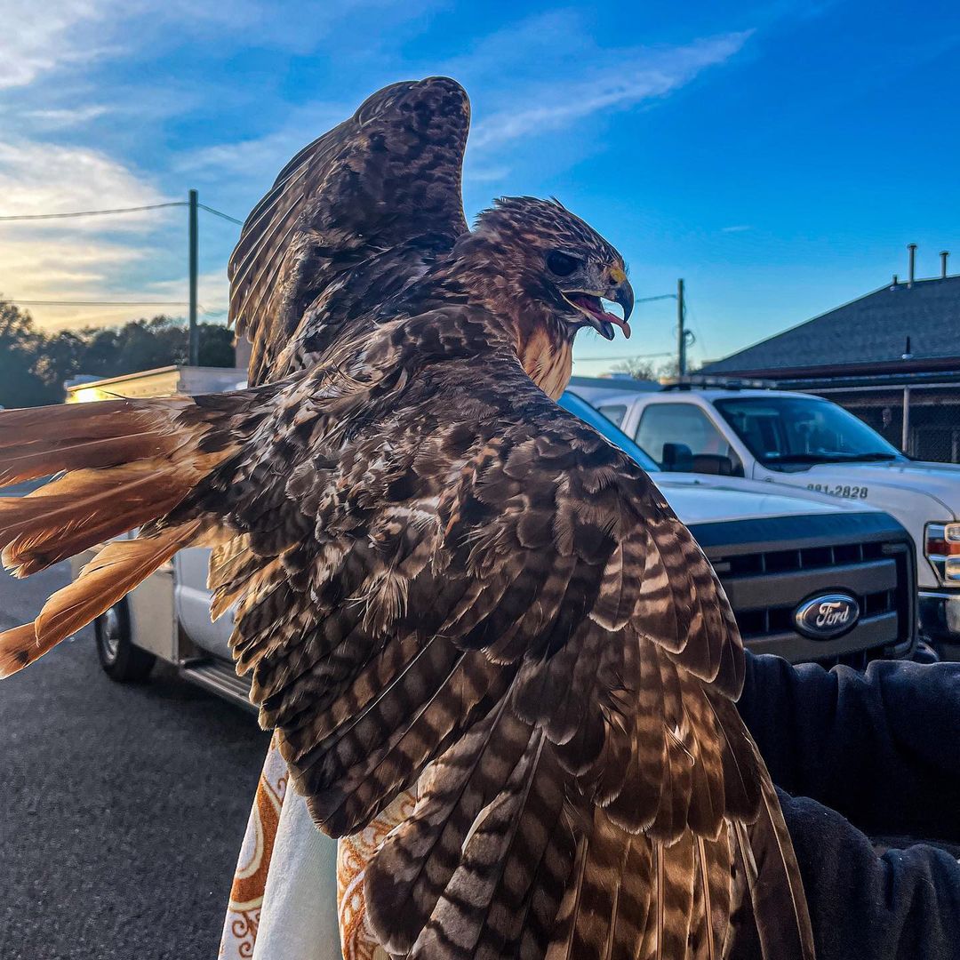 Animal control was dispatched to Washington township for a hawk trapped in between two fences today. 
Once our Officer arrived, she safely freed him from the fence 🙃🙂 The Hawk thankfully sustained no injures during entrapment 😃 

Its Unknown how long he was in that position for, but he will recover with us overnight 😃 Tomorrow he will be released back into the wild!