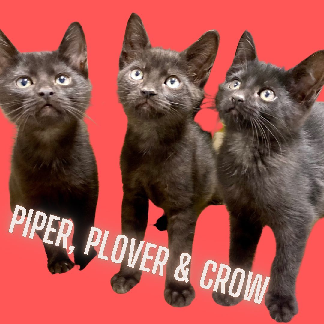 FALL in LOVE at SCCAS!!

Come meet sisters Piper and Crow along with their brother Plover. Total cuteness overload🐈‍⬛🥰

We are open 12-5pm every day!!

Due to the increase of cats and kittens, they will be available for adoption for $21 when you adopt through November. 

The adoption fee includes spay/neuter, microchip (including registration), age-appropriate vaccinations, routine treatment for fleas/worms, and a free pet wellness exam with a local participating veterinarian. In addition, all cats adopted during this time will go home in a new Sherpa pet carrier! For more information, please visit scanimalshelter.org. Link in Bio!!