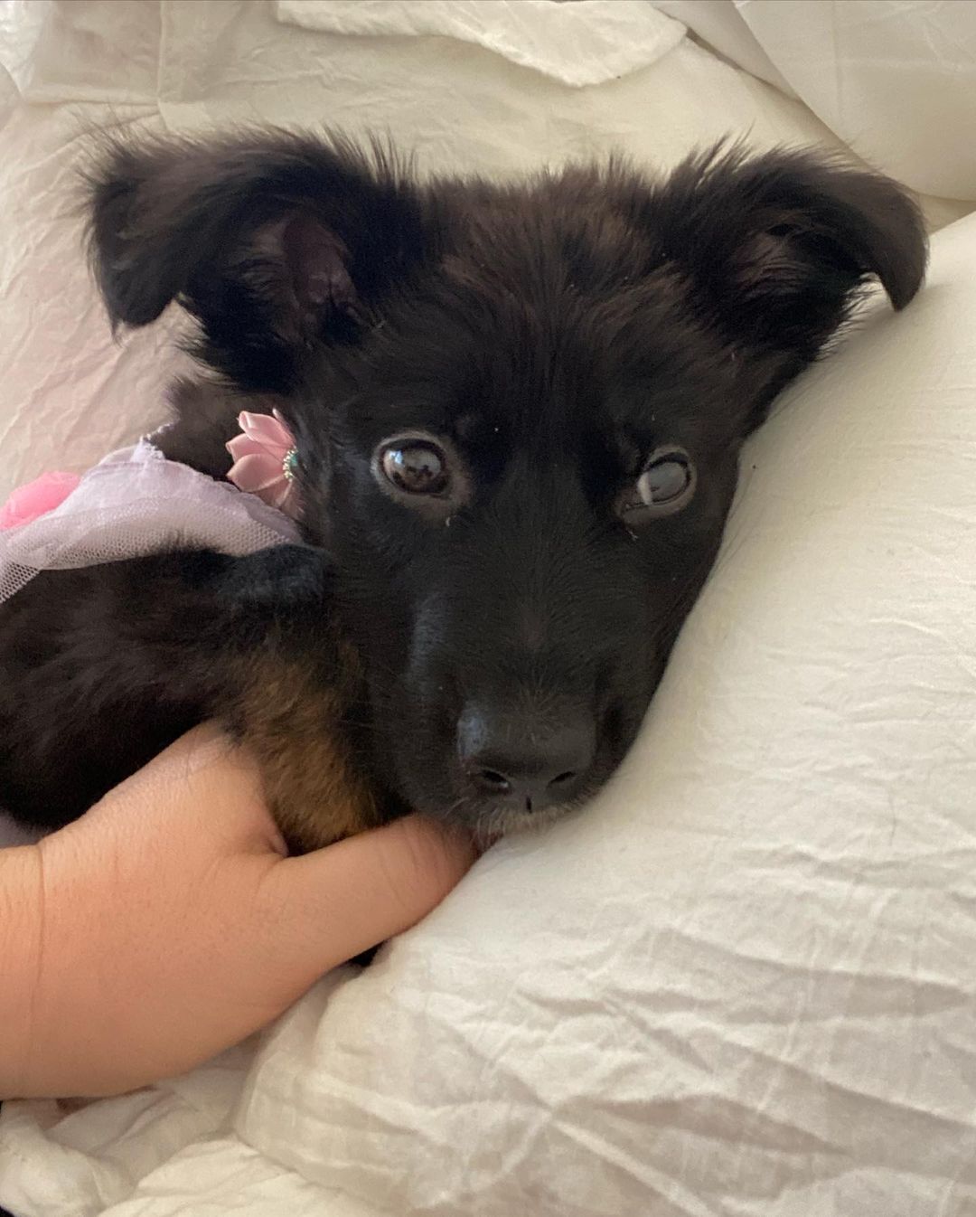 ⚠️ WARNING ⚠️ Graphic content on the second photo ❗️ Meet Gigi ❣️ a three month old Husky/Collie/Shepherd mix puppy who was playing along a perimeter fence, when a big dog on the other side suddenly, and quite literally, ripped off her front left leg 💔 She nearly bled to death before she was surrendered to our incredible rescue partner Sharon at New Beginnings, who then rushed her to her vet 😢 Gigi was so far gone, she flatlined on the table and they had to use CPR to resuscitate her. This girl, with her puppy breath and baby teeth, is such a survivor and truly an incredible miracle ✨🙏🏼 we’re so grateful to have her here at Big Love 💕Our foster/adoption coordinator Rachel has been fostering her and says she is recovering beautifully 🥰🥰🥰🥰 she loves to play and can’t wait each day to drink her chicken bone broth and roll around in the grass 😆

⬅️ Scroll through to see her progress over the last 10 days — the last slide/ video was taken today!!! 😍 we are taking applications for her but we are definitely going to be very selective! Gigi absolutely needs another playful but gentle dog and a family with a lot of time for her — tripod experience is a huge plus ❗️

🙏🏼🙏🏼🙏🏼 We said it in our stories: we’ve taken in several dogs in the last two weeks and can especially use your help right now with funds! Thank you for any and all donations 🙏🏼🙏🏼🙏🏼

Venmo • @bigloveanimalrescue 
PayPal • donations@bigloveanimalrescue.org
Or our website 💕💕💕💕 THANK YOU