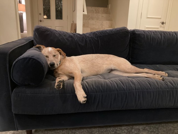 ☀️We have a picture-perfect announcement to make. Lily fka Lilibet found her forever home! If you remember Lily, along with her sister Diana, were rescued from the Greenville Animal Shelter. As you can see Lily is living the good life now, totally 