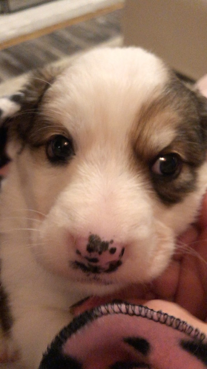 Puppy manicure 💅 night at HQ. Their puppy talons were so long they were digging into momma Pepper’s chest during feedings. Kynsi wasn’t impressed with the process or the Dremel sander. I have broken my circle of trust with Kynsi & she’s holding me accountable 🤣 <a target='_blank' href='https://www.instagram.com/explore/tags/fosteringisfun/'>#fosteringisfun</a> <a target='_blank' href='https://www.instagram.com/explore/tags/dogs/'>#dogs</a> <a target='_blank' href='https://www.instagram.com/explore/tags/rescuepuppiesofinstagram/'>#rescuepuppiesofinstagram</a> <a target='_blank' href='https://www.instagram.com/explore/tags/fosterpuppiesofinstagram/'>#fosterpuppiesofinstagram</a> <a target='_blank' href='https://www.instagram.com/explore/tags/gonetothedogsrescue/'>#gonetothedogsrescue</a> <a target='_blank' href='https://www.instagram.com/explore/tags/subarupacific/'>#subarupacific</a> <a target='_blank' href='https://www.instagram.com/explore/tags/makeadogsday/'>#makeadogsday</a> <a target='_blank' href='https://www.instagram.com/explore/tags/theunderdogs/'>#theunderdogs</a> <a target='_blank' href='https://www.instagram.com/explore/tags/sharethelove/'>#sharethelove</a> <a target='_blank' href='https://www.instagram.com/explore/tags/subarudogs/'>#subarudogs</a>