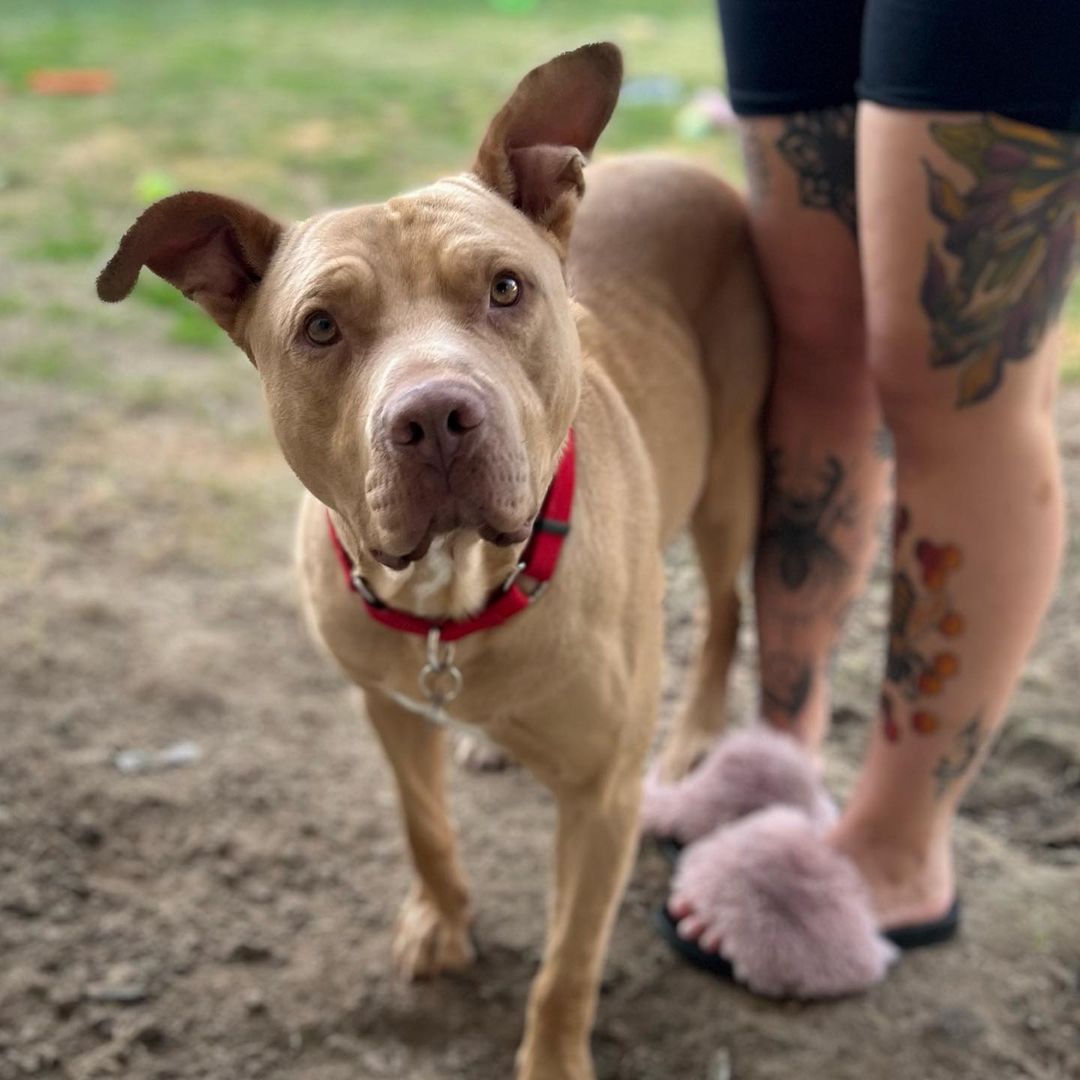 <a target='_blank' href='https://www.instagram.com/explore/tags/Weston/'>#Weston</a> - the sweetest. The most docile dog. 

Weston was the pitbull living around a motel and gas station near the I5 freeway towards Buttonwillow for several months. I’ve been fostering him, getting him prepared for a permanent home. He wouldn’t walk on leash when he first came, he’s now wonderful on leash. Sometimes he’s hesitant of his surroundings but turns into a happy, prancing dog on leash now 🙂 

Weston’s extremely dog friendly. Loves dogs. Loves to play. Would do good in a home with another friendly dog or would be great alone as well. Also, exceptional with children! Any age! 

Weston has manners, never jumps, never mouthy, isn’t destructive, never barks, listens calmly to commands. Almost too good to be true! ⭐️ 

He’s due to be neutered next week and will be ready to find a family to call his own. 

If interested in meeting Weston, please message us or email @ info@asafefurrplace.com. 
He’s an amazing dog and would be so grateful to be adopted 🌟 

~Sheila ꨄ

Bakersfield, Ca (out of town adopters encouraged)

<a target='_blank' href='https://www.instagram.com/explore/tags/weston/'>#weston</a> <a target='_blank' href='https://www.instagram.com/explore/tags/asp/'>#asp</a> <a target='_blank' href='https://www.instagram.com/explore/tags/buttonwillowpit/'>#buttonwillowpit</a> <a target='_blank' href='https://www.instagram.com/explore/tags/pittymix/'>#pittymix</a> <a target='_blank' href='https://www.instagram.com/explore/tags/calm/'>#calm</a> <a target='_blank' href='https://www.instagram.com/explore/tags/adoptable/'>#adoptable</a> <a target='_blank' href='https://www.instagram.com/explore/tags/adoptme/'>#adoptme</a> <a target='_blank' href='https://www.instagram.com/explore/tags/lovethispitbull/'>#lovethispitbull</a> <a target='_blank' href='https://www.instagram.com/explore/tags/asafefurrplace/'>#asafefurrplace</a>