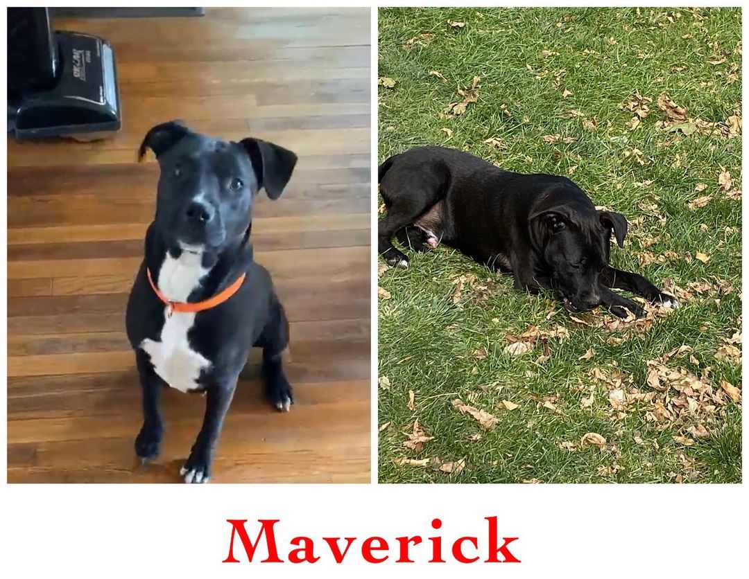 Handsome Maverick is such a sweet boy!

Maverick is a 7 month old lab mix.  He is wonderful with other dogs and everyone he meets.

He is current on vaccinations, neutered, microchipped, crate trained, on monthly flea/tick/heartworm preventative and working on house training.￼￼￼￼

He will be adopted out as a house dog.

Adoption fee: $350

Apply at www.tracyareaanimalrescue.com

All of our animals are in foster homes. Meet and greets are arranged with an approved application on file. 

***Before applying - please make sure your current pets are up to date on vaccinations and spayed/neutered.***