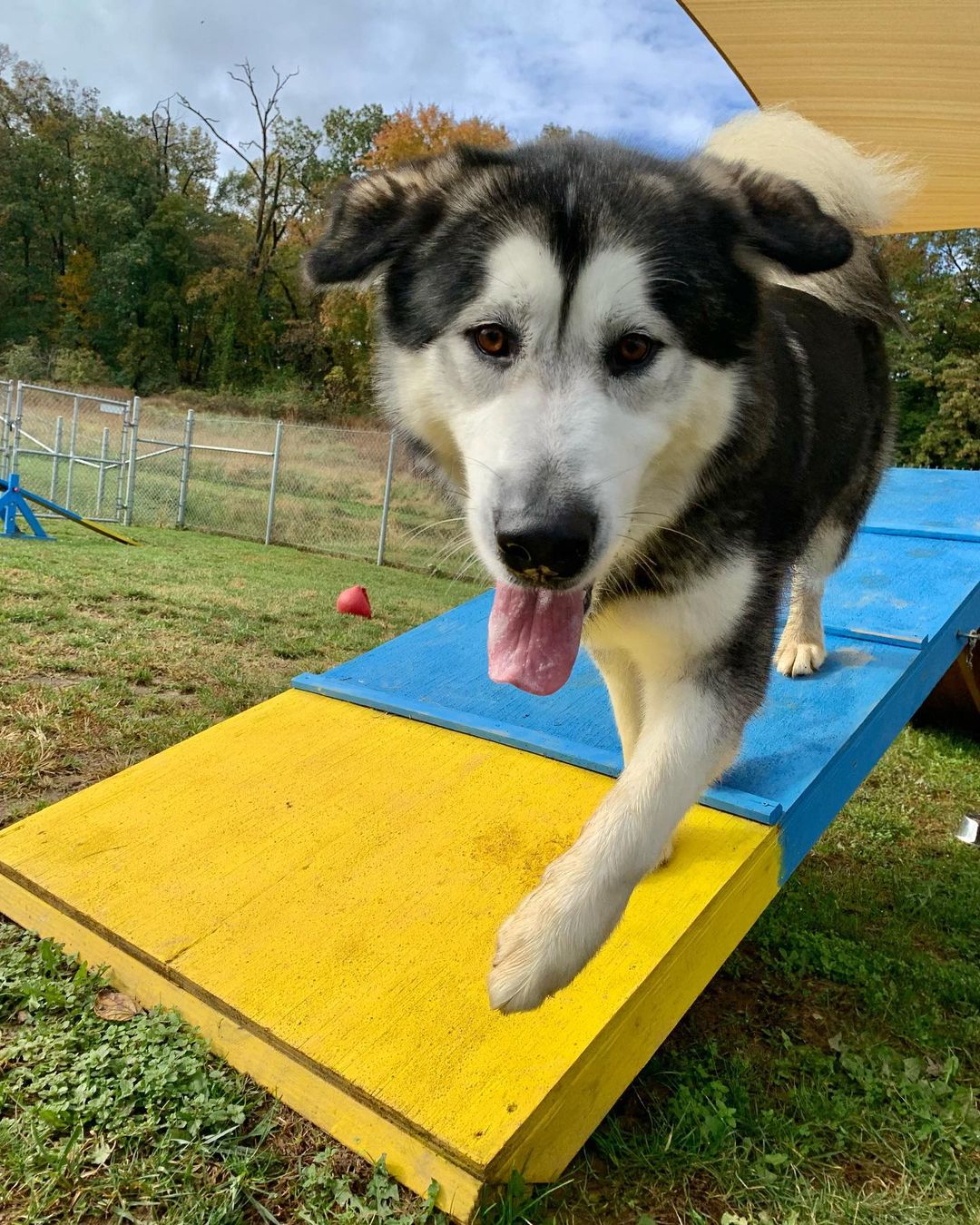 AVAILABLE FOR ADOPTION:  Zander shows us his agility skills 🐾♥️🐾🤩 he is a big boy & a sweetheart. <a target='_blank' href='https://www.instagram.com/explore/tags/chaampmalamutes/'>#chaampmalamutes</a> <a target='_blank' href='https://www.instagram.com/explore/tags/rescuedismyfavoritebreed/'>#rescuedismyfavoritebreed</a>