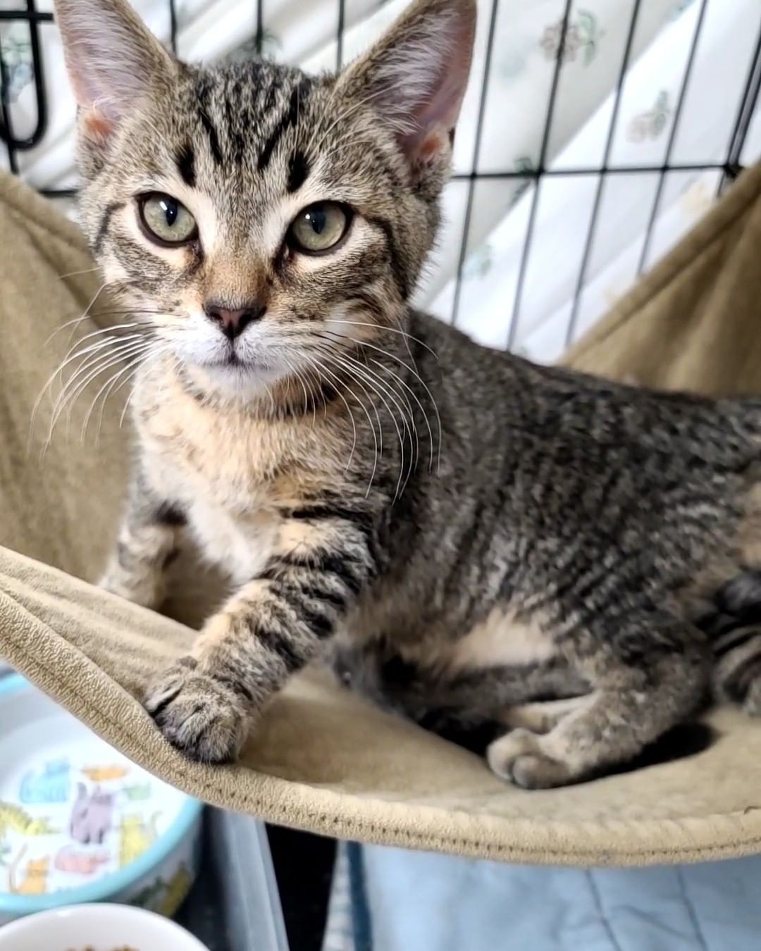 Beautiful Della and her kittens, Louie and Dewey are super sweet and ready for their forever homes!

All of our cats are spayed/neutered, tested for FIV/FeLV, flea treated, dewormed, and have had their age appropriate vaccines.