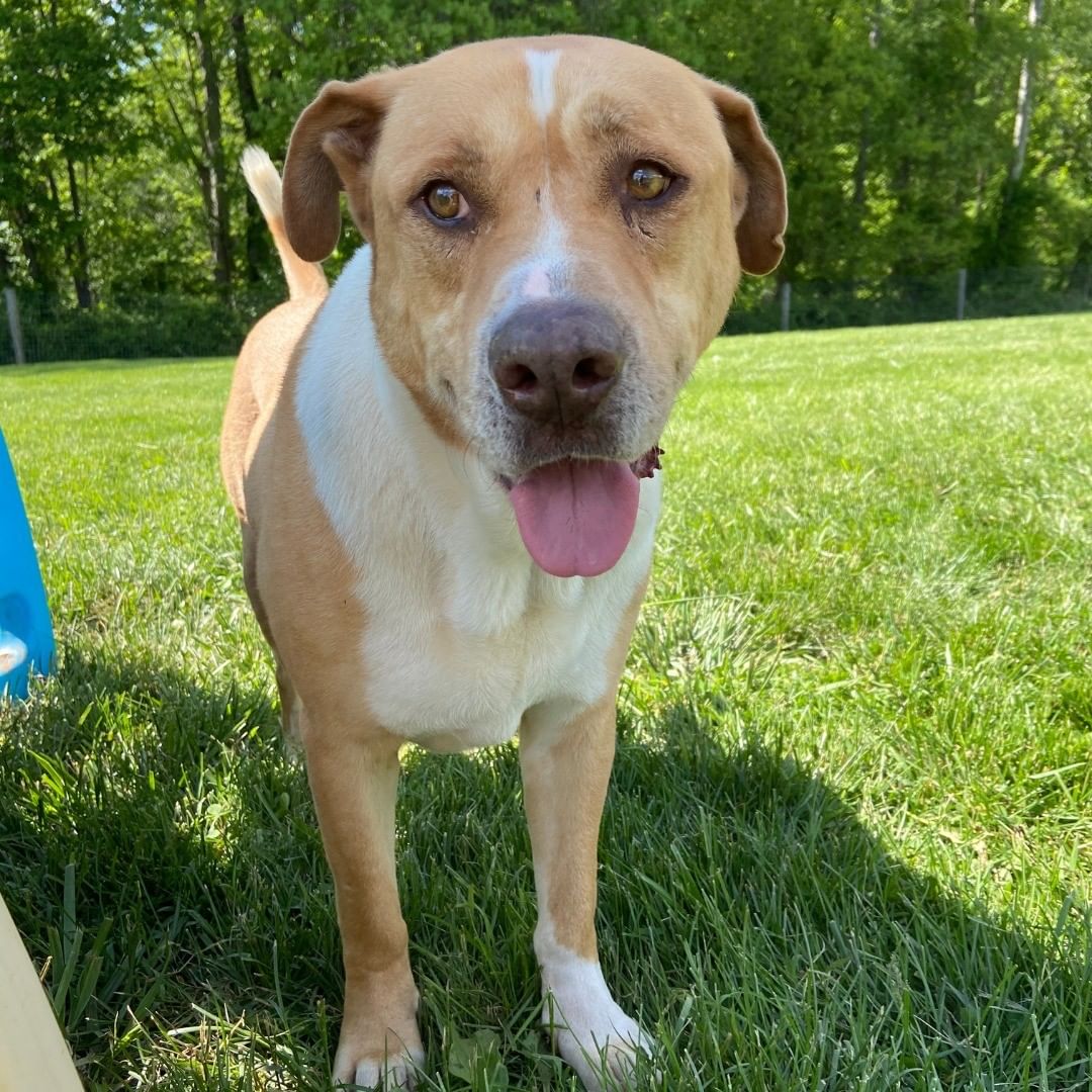 Is Your New Best Friend A Senior Dog? 💙 🐾

Meet Farley! He is a 7-year-old Labrador Retriever / Husky mix transferred from Miami, FL. 

Senior dogs make great pets for a number of reasons. Like Farley, they are most likely already housetrained, have calmer temperaments, and can always be taught new tricks!

Despite his age, Farley is a child at heart when he's playing with other dogs he enjoys! 🐶

His Best Fit:
💚 An adult-only home, no children, and no cats,
💚 Someone who loves to cuddle him and give reassurance,
💚 A responsible owner with his monthly Heartworm preventative

We truly believe with the right adopter, Farley will thrive!

Ready to foster or adopt? Come meet Farley! He is friendly, playful, and ready to go home. 🏡

Click the link in our bio and submit an application today!

<a target='_blank' href='https://www.instagram.com/explore/tags/AdoptASeniorPetMonth/'>#AdoptASeniorPetMonth</a> <a target='_blank' href='https://www.instagram.com/explore/tags/TheirVoiceRescue/'>#TheirVoiceRescue</a> <a target='_blank' href='https://www.instagram.com/explore/tags/AdoptDontShop/'>#AdoptDontShop</a> <a target='_blank' href='https://www.instagram.com/explore/tags/DogRescue/'>#DogRescue</a> <a target='_blank' href='https://www.instagram.com/explore/tags/RescueDogsRock/'>#RescueDogsRock</a> <a target='_blank' href='https://www.instagram.com/explore/tags/RescueDogsofInstagram/'>#RescueDogsofInstagram</a> <a target='_blank' href='https://www.instagram.com/explore/tags/SharingIsCaring/'>#SharingIsCaring</a>