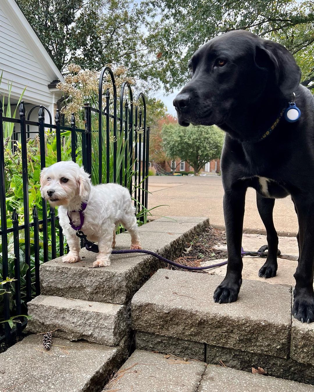 Little dog lovers, we have your girl! Meet Cortana, a purebred Coton de Tulear with an adorable underbite and the sweetest personality. 🤍🤍🤍

This 5 year old girl came to us this weekend as a breeder surrender and she is doing incredible in her foster home. She loves dogs of all sizes, kids and especially the cat - she does a hilarious little bounce in front of the cat to try to make her play with her (the humans all think this is very funny - the cat is less amused 🤣). She walks well on a leash, is gentle, is crate trained and is picking up potty training quickly. 🤍🤍🤍

Cortana is just 12lbs and doesn’t shed. She is eager for love and just melts into your lap when you pet her. She will be an easy going, loving companion for any home. Fill out an app to meet her before she’s scooped up! 🤍🤍🤍

<a target='_blank' href='https://www.instagram.com/explore/tags/adoptme/'>#adoptme</a> <a target='_blank' href='https://www.instagram.com/explore/tags/rescuedog/'>#rescuedog</a> <a target='_blank' href='https://www.instagram.com/explore/tags/cotondetulear/'>#cotondetulear</a> <a target='_blank' href='https://www.instagram.com/explore/tags/smalldog/'>#smalldog</a> <a target='_blank' href='https://www.instagram.com/explore/tags/familydog/'>#familydog</a> <a target='_blank' href='https://www.instagram.com/explore/tags/catfriendly/'>#catfriendly</a> <a target='_blank' href='https://www.instagram.com/explore/tags/love/'>#love</a> <a target='_blank' href='https://www.instagram.com/explore/tags/hypoallergenic/'>#hypoallergenic</a> <a target='_blank' href='https://www.instagram.com/explore/tags/mature/'>#mature</a> <a target='_blank' href='https://www.instagram.com/explore/tags/dogsofstl/'>#dogsofstl</a> <a target='_blank' href='https://www.instagram.com/explore/tags/dogsofstlouis/'>#dogsofstlouis</a> <a target='_blank' href='https://www.instagram.com/explore/tags/sweetheart/'>#sweetheart</a> <a target='_blank' href='https://www.instagram.com/explore/tags/pickme/'>#pickme</a>