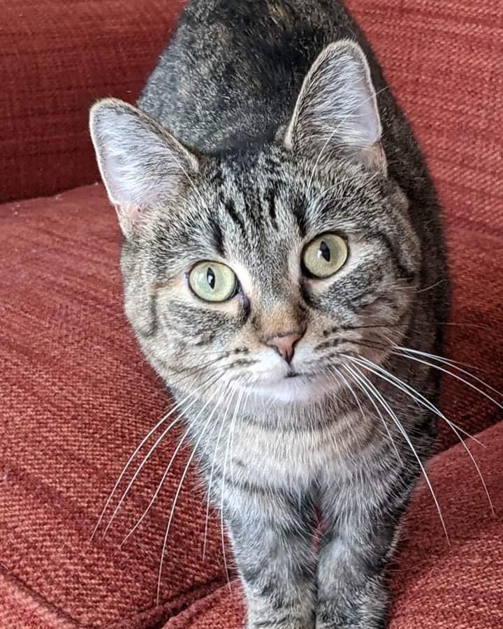 💜🔮💜 MEET JO! 💜🔮💜

🚺 Jo is described by her foster mom as “the perfect cat!” 
🚺 She is so calm and relaxed!
🚺 Loves other cats and gets along with dogs!
🚺 She is just over a year old and it’s been hard for her to get much attention among all the tiny kittens and other cats with more “interesting” coloring…but Jo makes up for all of that with her wonderful personality. We know she will make someone SO happy! 

If you are interested in adopting this pet, please head to www.pettalesrescue.com and fill out an application ✍🏼 

She's such a perfect cat.  Very chill.  Loves people and other cats.  Gets along with dogs.  She's not had any interest.  I think it's because she's just a regular tabby and a year old.  She's just really sweet.  She'd do good as an only cat or with other animals.