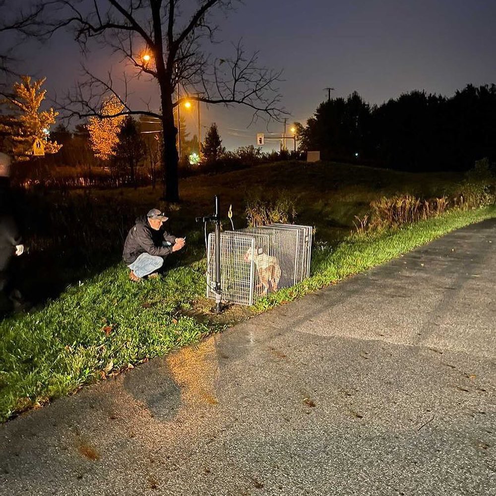 👉Here's a little weekend tear jerker and another amazing rescue by Steve Kuklica!

🤬This past week there were 2 dogs dumped off Hard Rd. in Worthington, OH near Kilbourne High School.

One was tied to a pole and one was loose and running. Franklin County was able to recover the black pup tied to the pole, but the white pup was too scared to come to anyone.

Sarah Baker contacted us to set traps after seeing the little white dog get hit by a car Thursday evening. Another local resident, Matt Smith, fortunately saw the pup Friday afternoon. Steve set a trap Saturday bright and early. He and officer Jones from FCDS had a little cook out to bait the area. Sure enough the scent caught her little nose and she watched as they baited with hot dogs and BBQ sauce. Within minutes of them leaving the area, she came for breakfast.

🙏Thanks to everyone in the community for your support of the process as we requested everyone stay out of the woods while the boys worked.... and to Steve and Office Jones for teaming up to save another one!

As a result of the number of simultaneous rescues we have going on, we are investing in more humane traps.

Donations will humbly be accepted. Our PayPal is ricopetrecovery@yahoo.com. 

Or via our DONATE button at ricopetrecovery.org

Also, Steve Kuklica and his wife Nichole Kuklica have recently completed the Missing Animal Response Lost Pet Recovery Training and have received certification from the program along with 4 others from our team. 👏👏👏👏👏👏👏

The last picture is the reunion of the two pups. The little boy decided to sit on his sister so she doesn't run off again! She has a little road rash, but otherwise looks good!